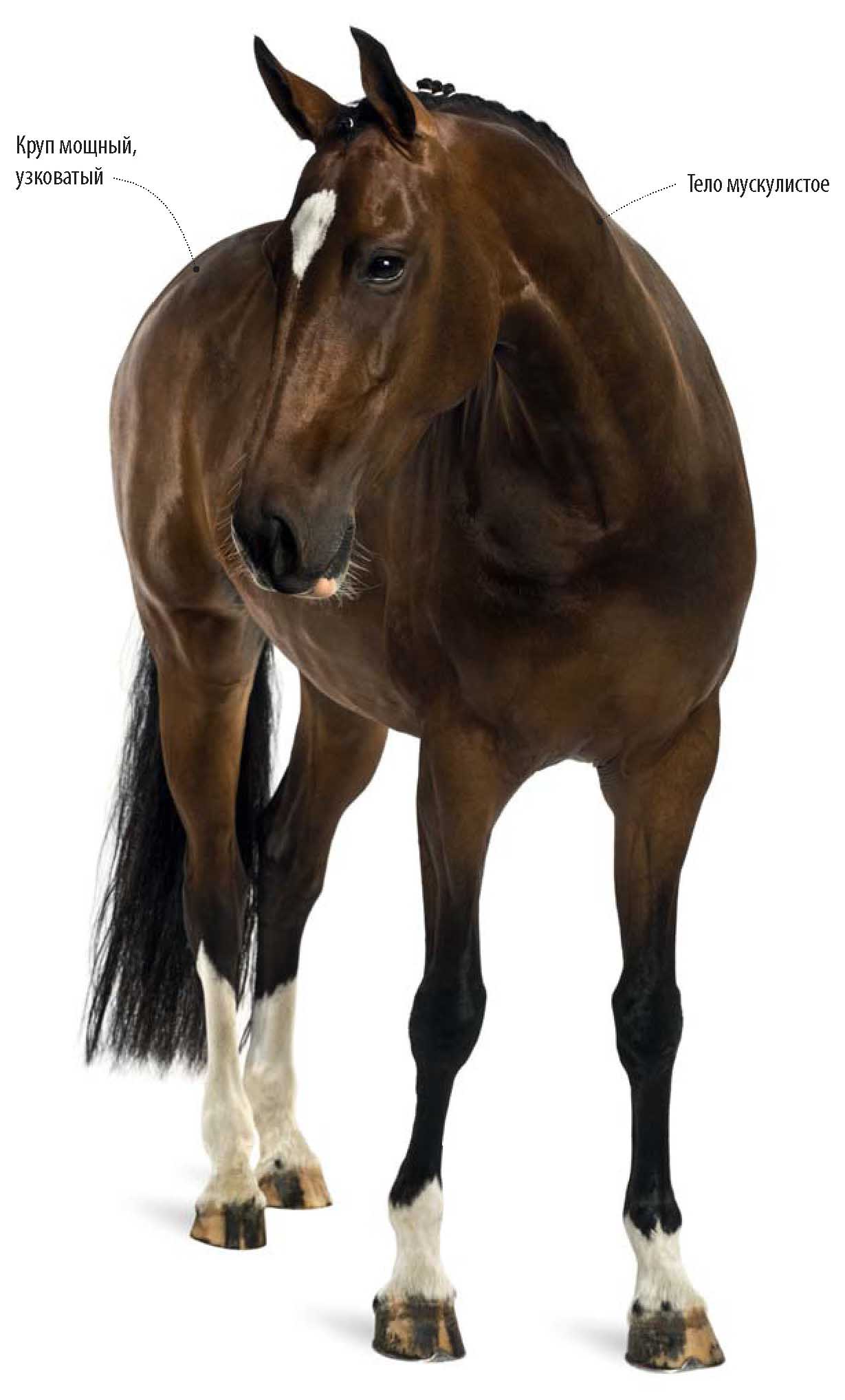 Вестфальская лошадь.