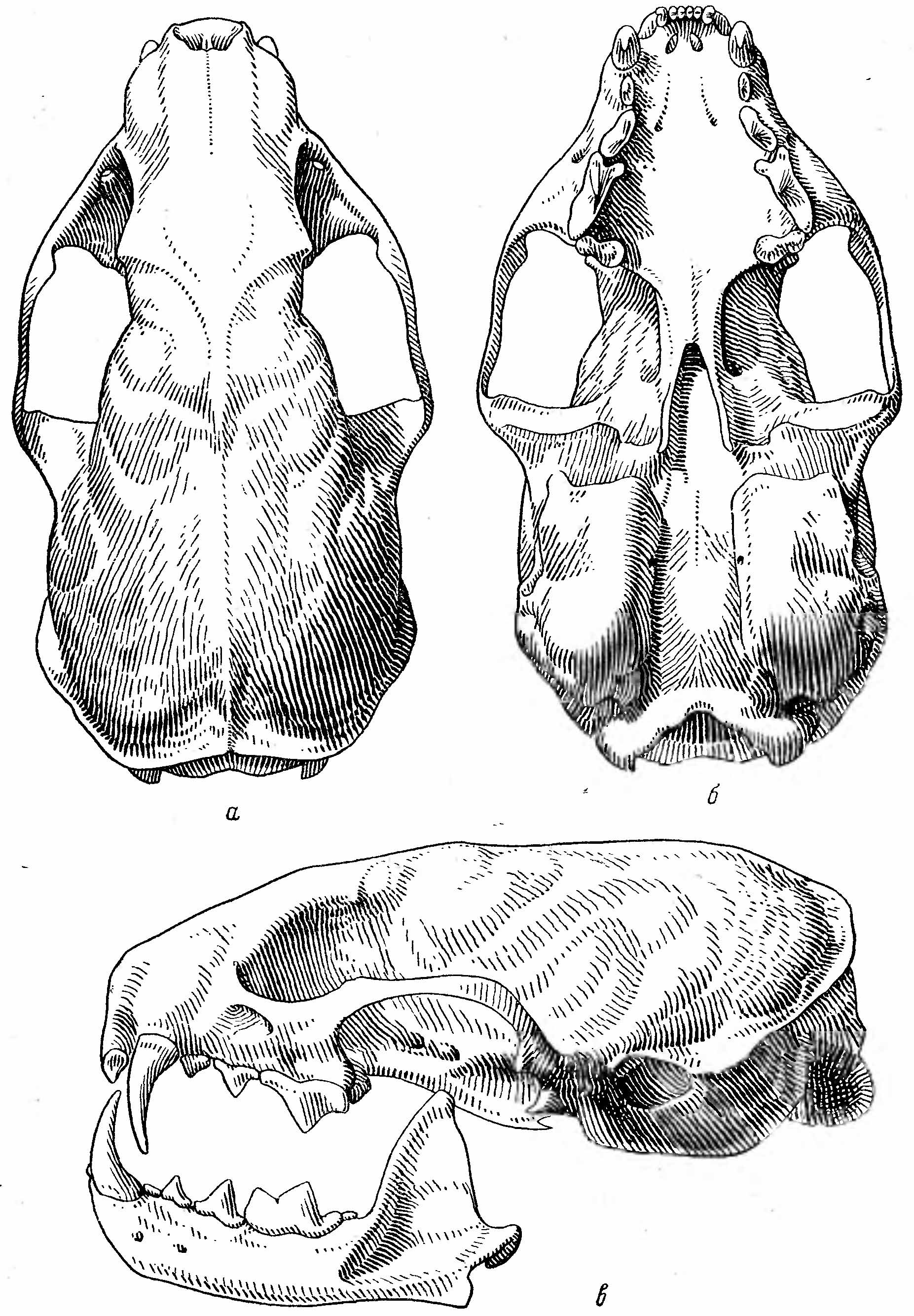 Солонгой, или сусленник. Mustela (Kolonocus) altaica.