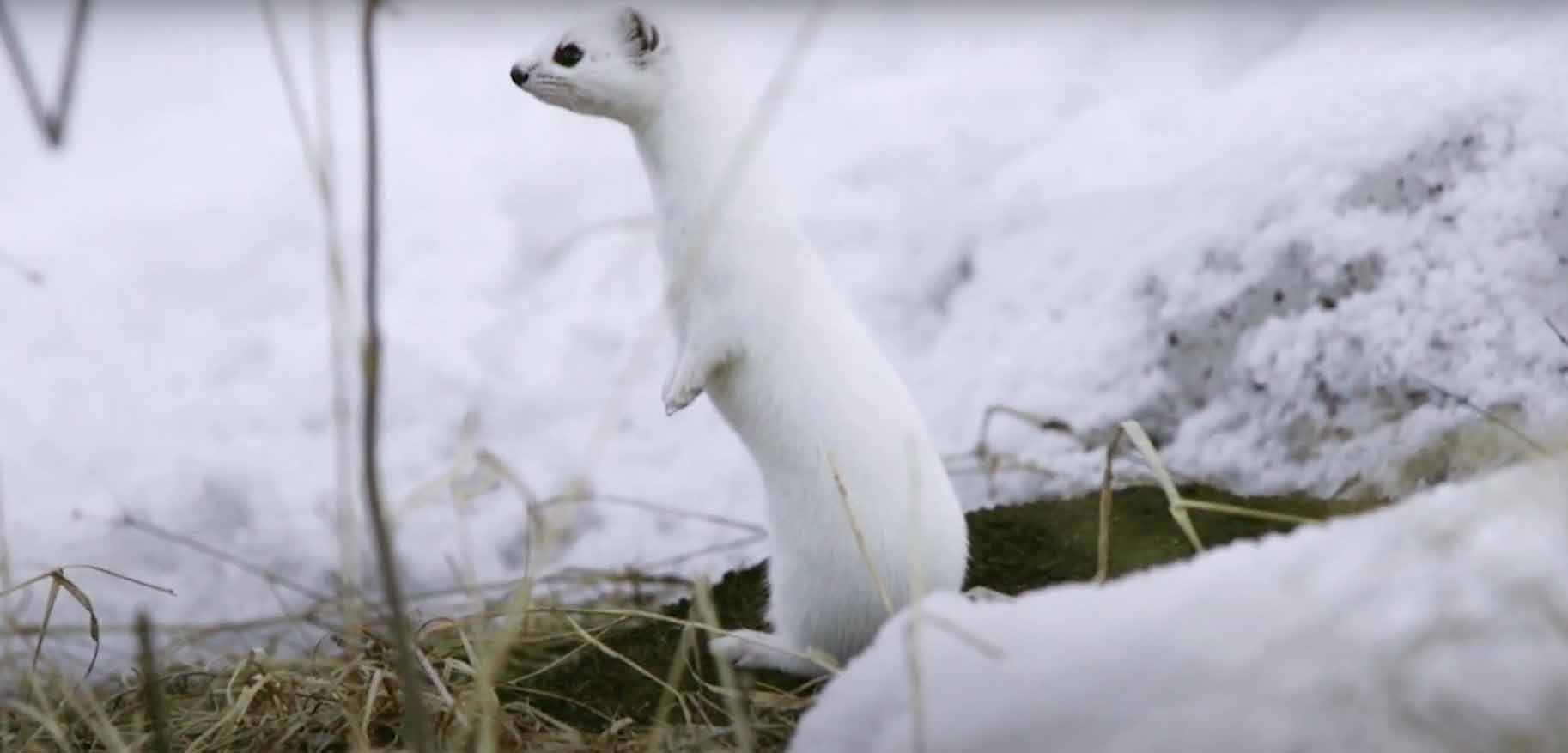 Ласка. Mustela nivalis.