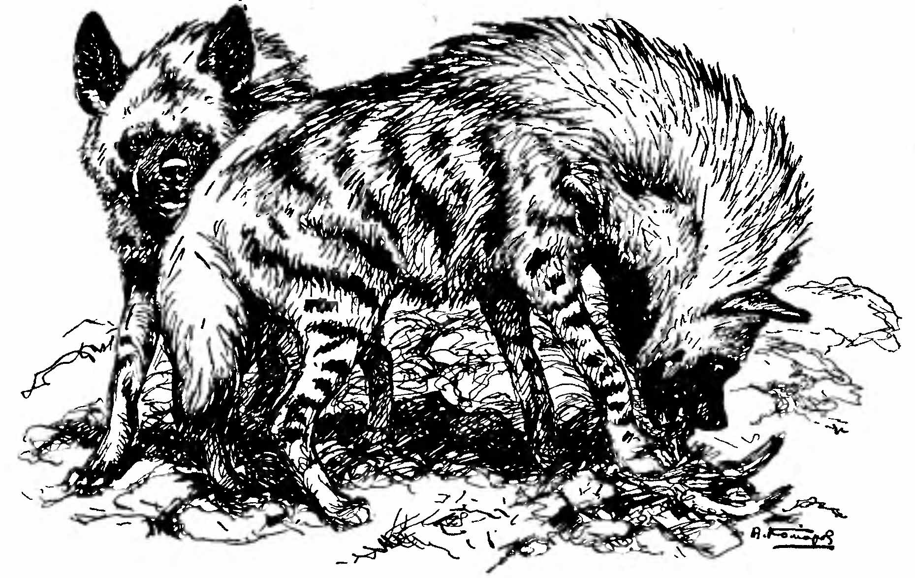 Рис. 1. Полосатая гиена (Hyaena hyaena L.). (Рис. А. Н. Комарова).