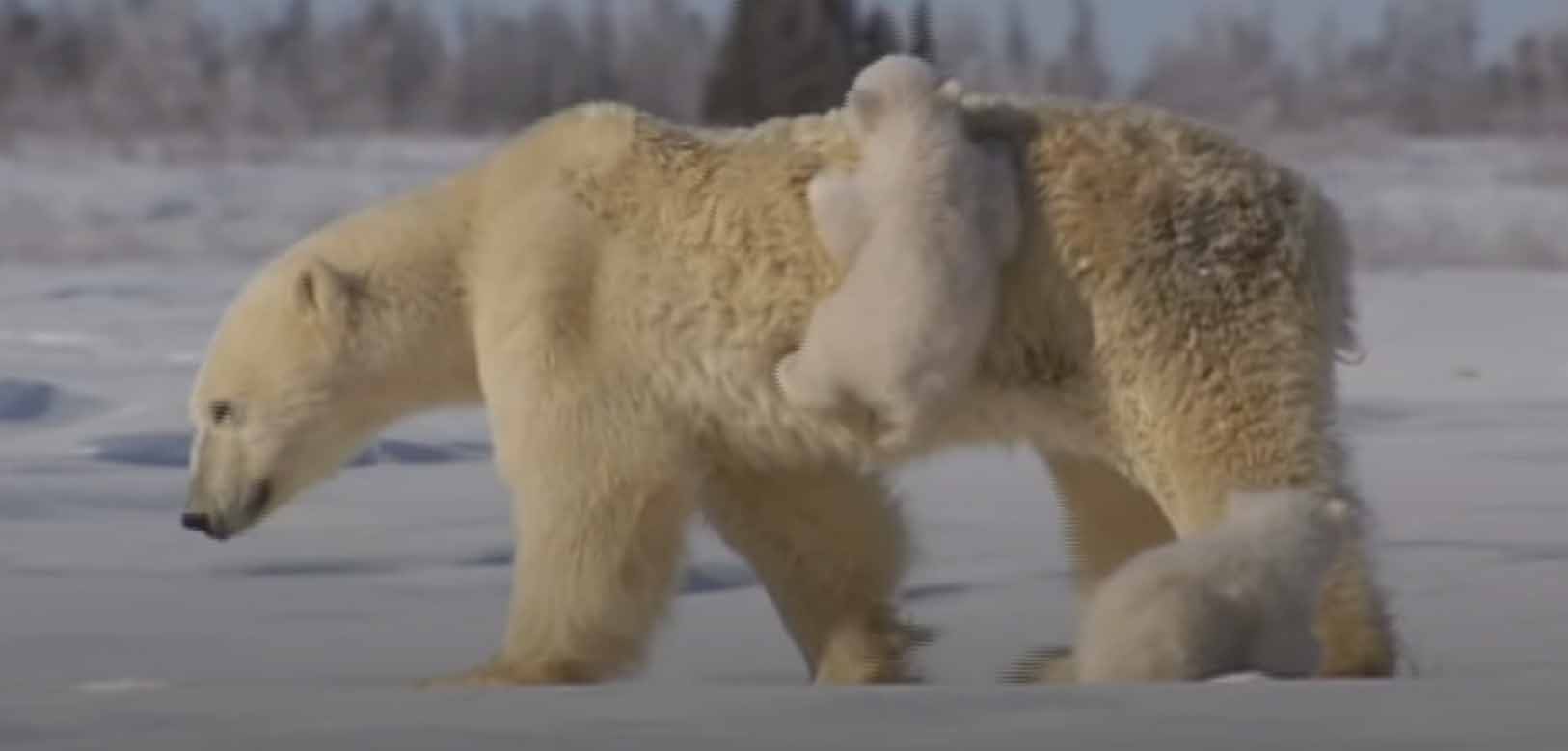 Белые медведи. Ursus maritimus.