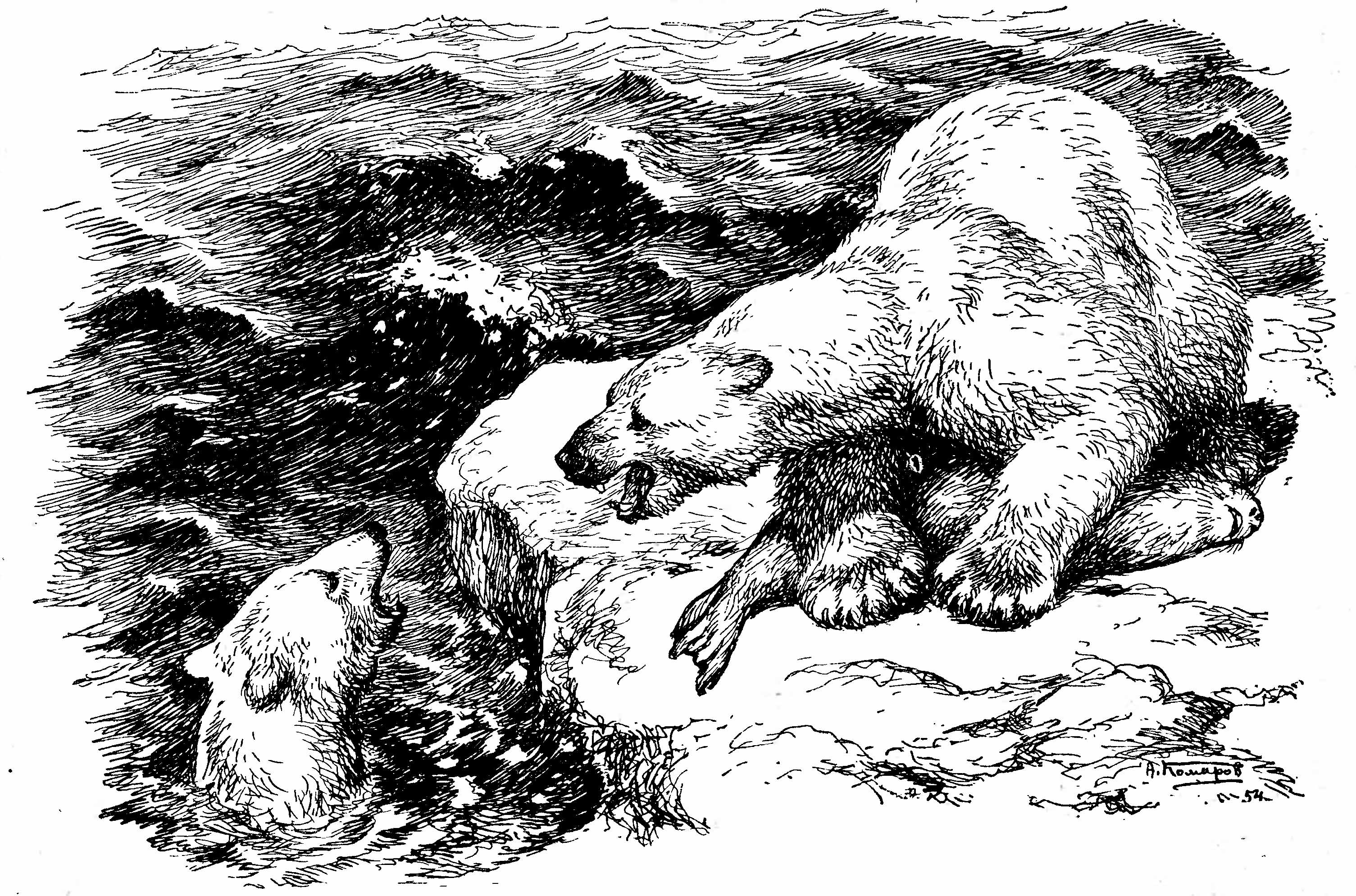 Рис. 1. Белый медведь (Ursus maritimus Phipps). (Рис. А. Н. Комарова).