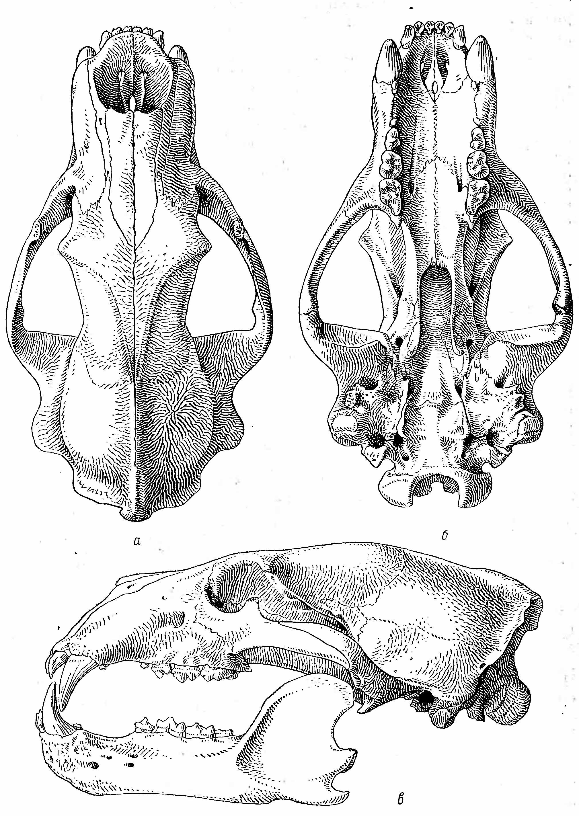 Рис. 2. Череп белого медведя (Ursus maritimus Phipps). а — сверху; б — снизу; в — сбоку.
