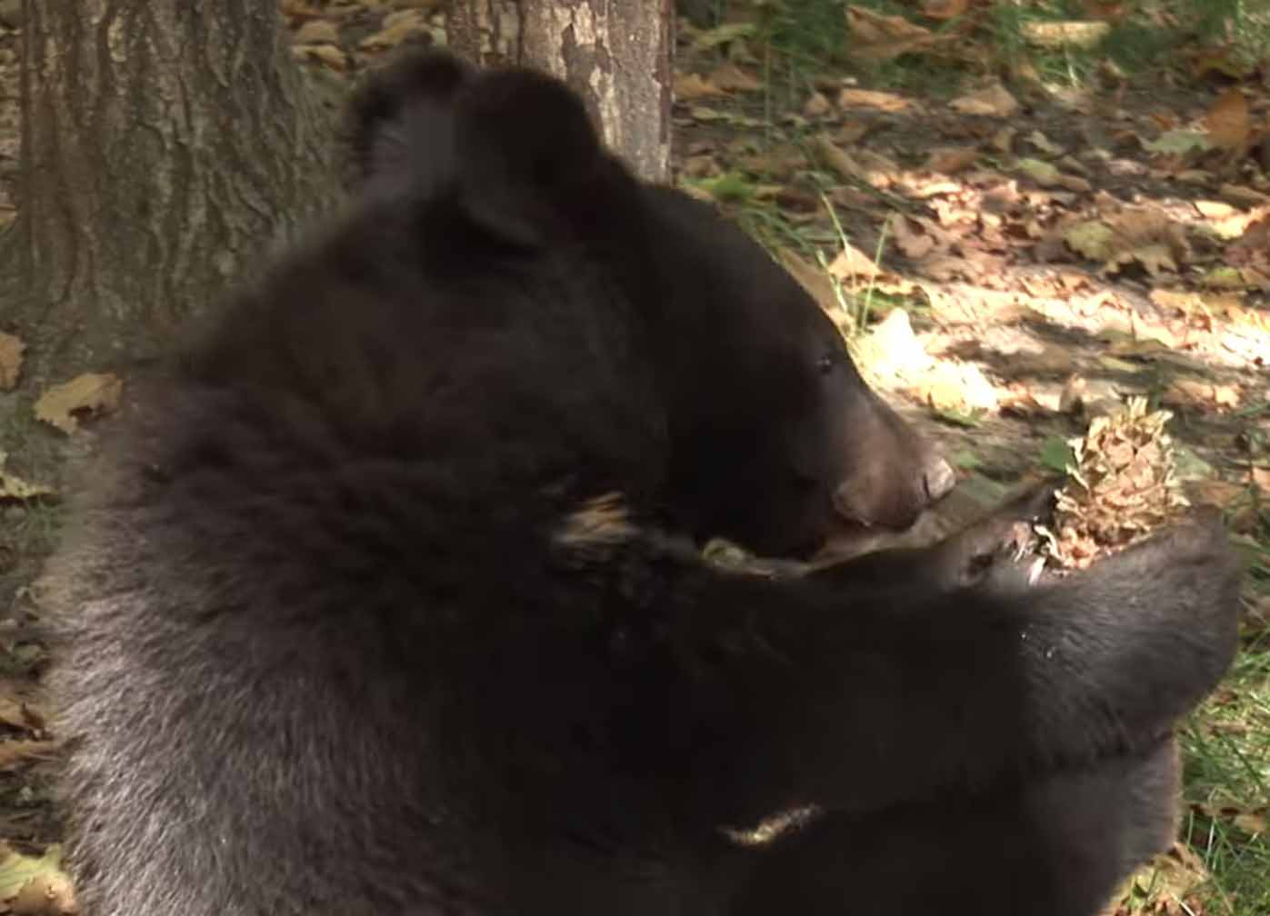 Чёрный медвежонок ест шишку.