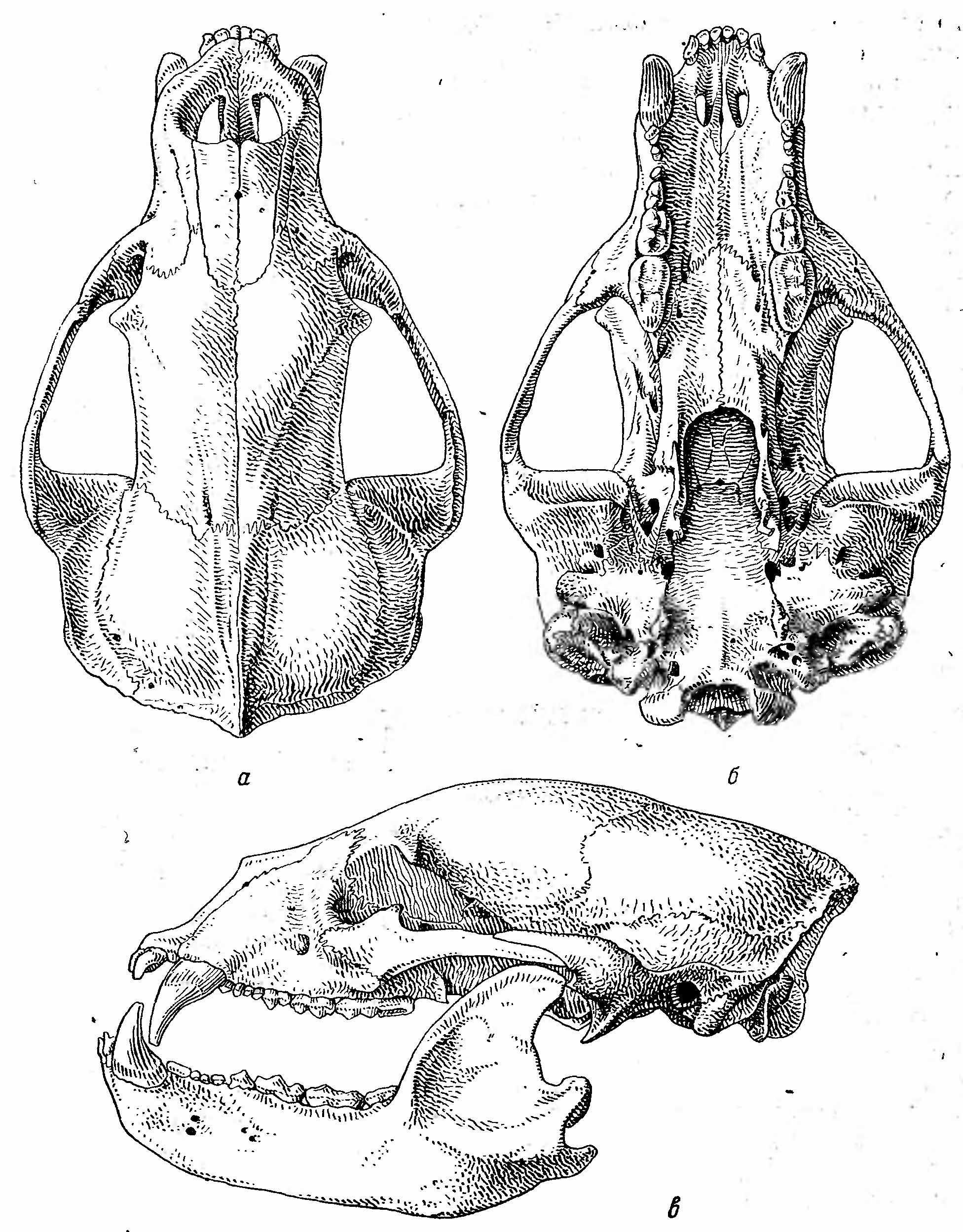 Рис. 2. Череп черного медведя (Ursus tibetanus Cuv.). а — сверху; б — снизу; в — сбоку.
