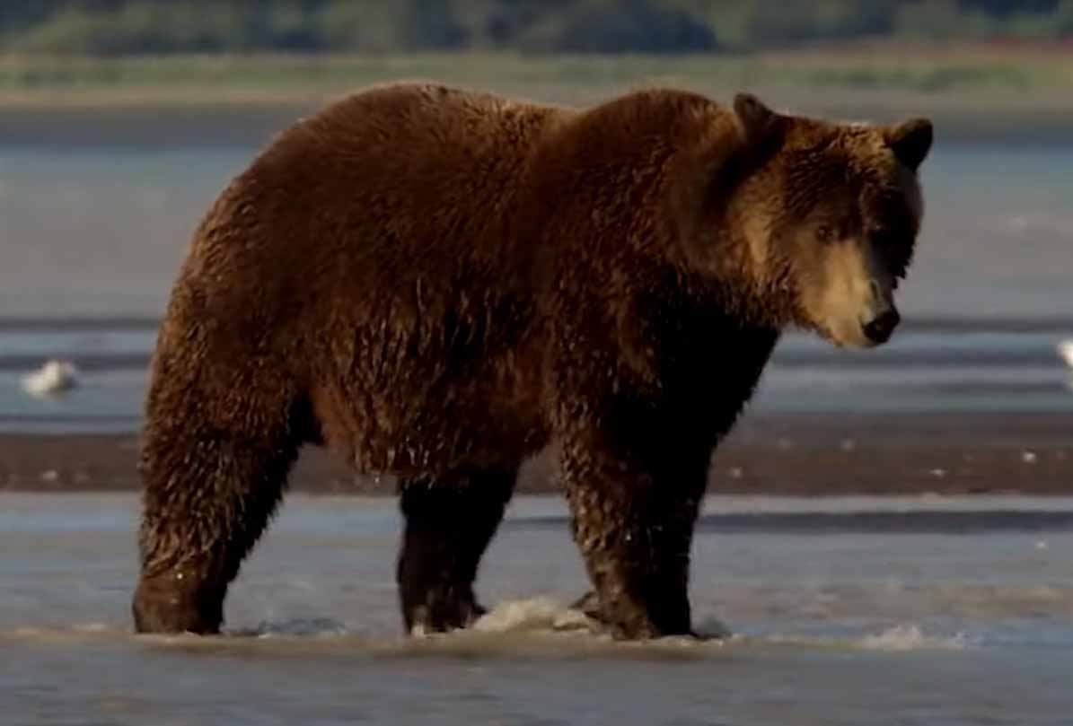 Бурый медведь (Ursus arctos).