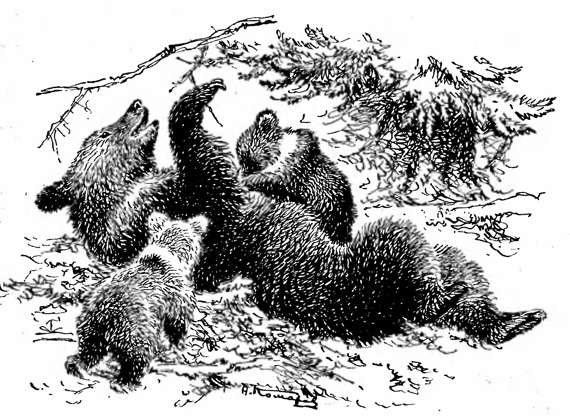 Рис. 1. Бурый медведь (Ursus arctos L.). (Рис. А. Н. Комарова).