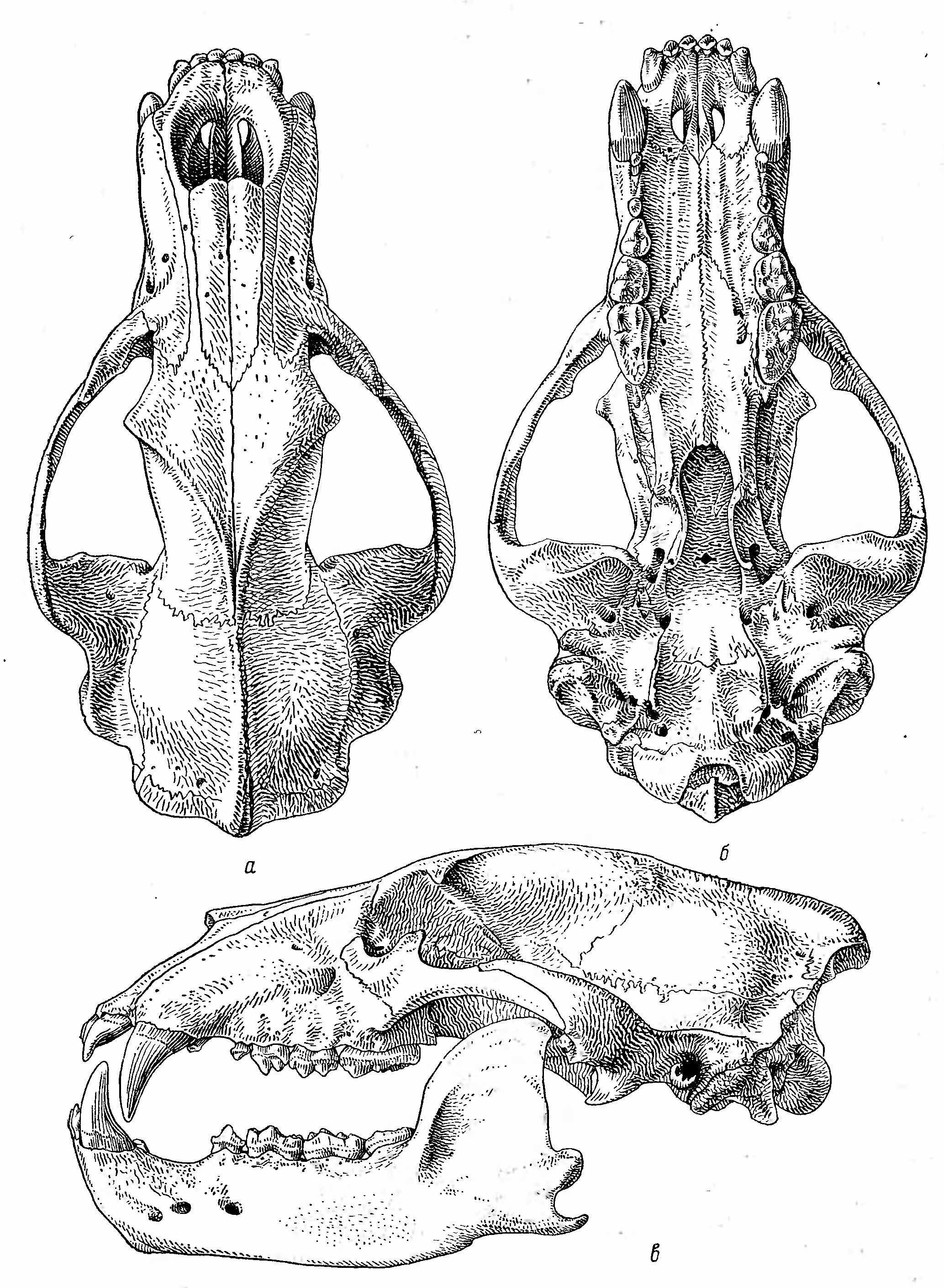 Рис. 2. Череп бурого медведя (Ursus arctos L.). а — сверху; б — снизу; в — сбоку.