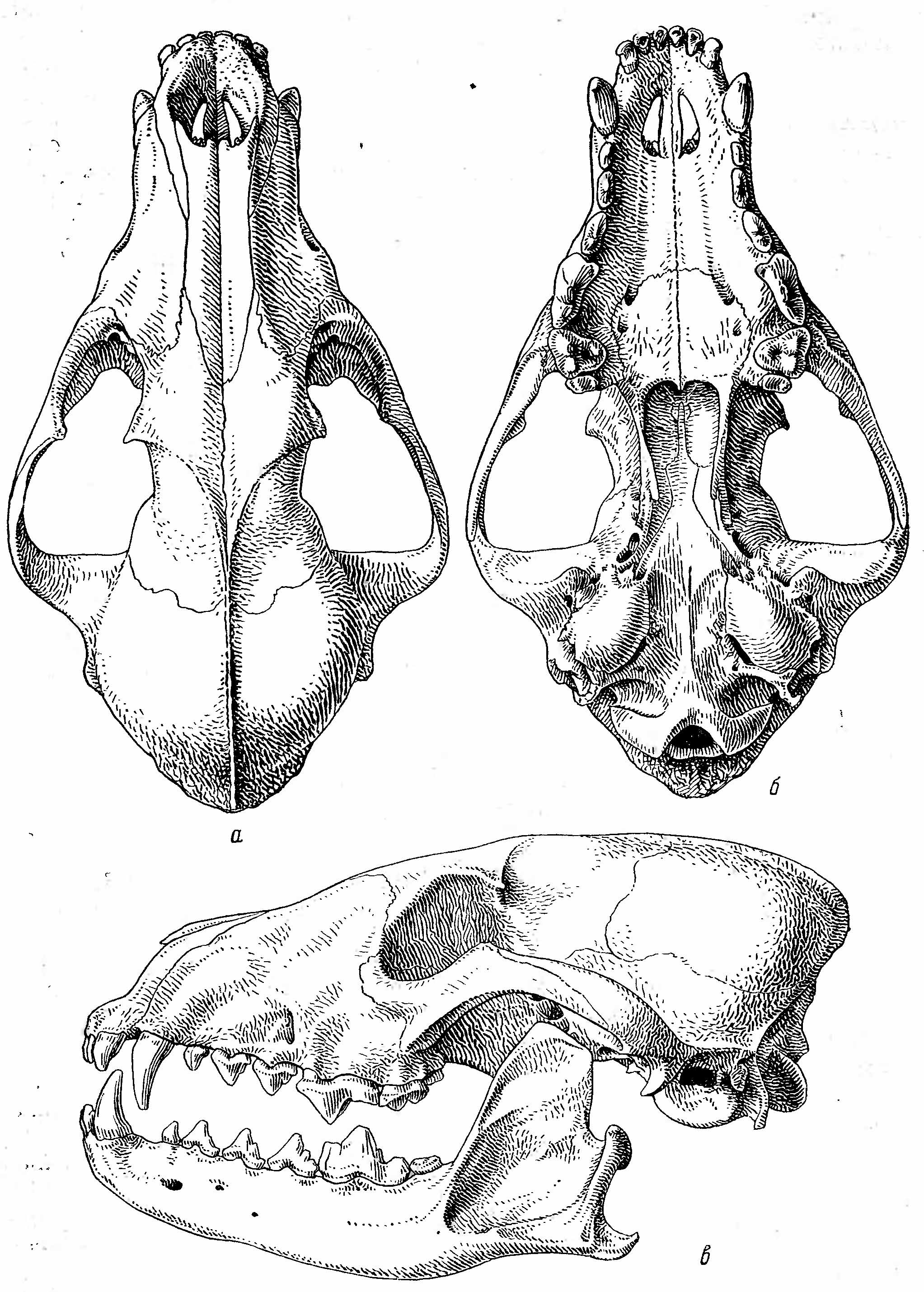 Рис. 2. Череп красного волка (Cuon alpinus Pali.). а — сверху; б — снизу; в — сбоку.
