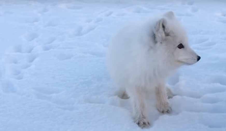 Песцы. Vulpes (alopex) lagopus.