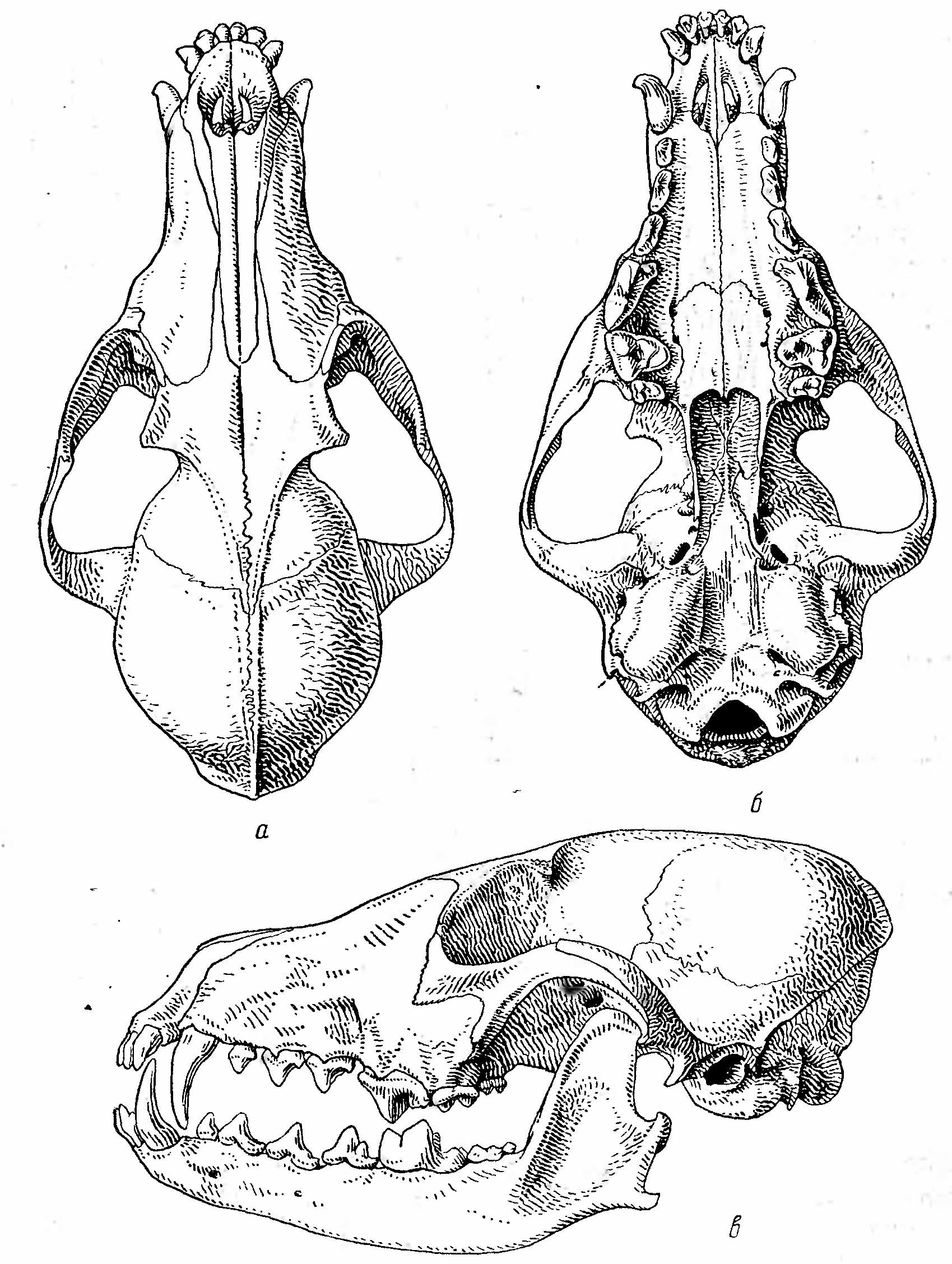 Рис. 2. Череп песца (Alopex lagopus L.). а — сверху; б — снизу; в — сбоку.
