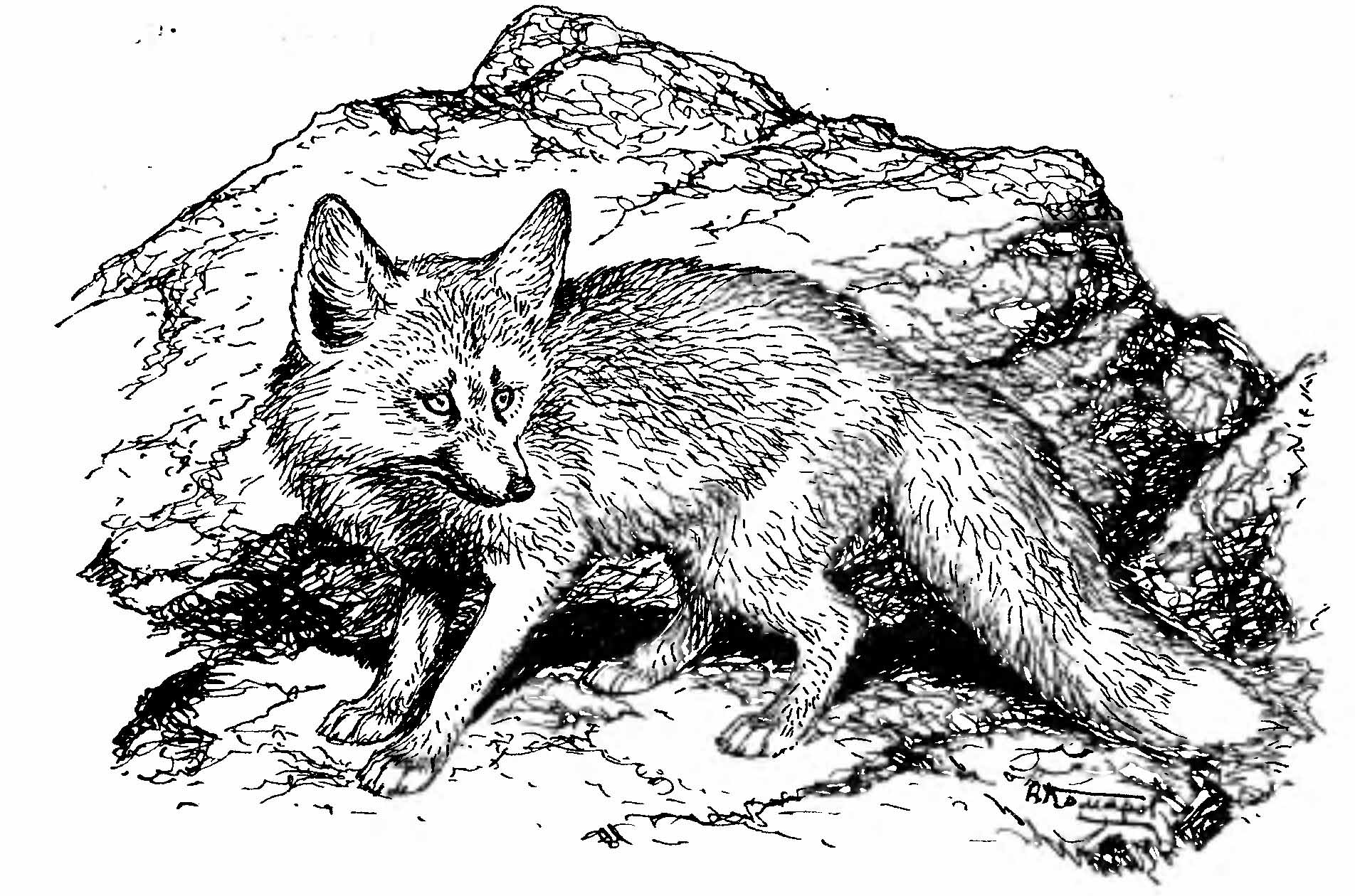 Рис. 1. Афганская лисица (Vulpes сапа Blanf.). (Рис. А. Н. Комарова).