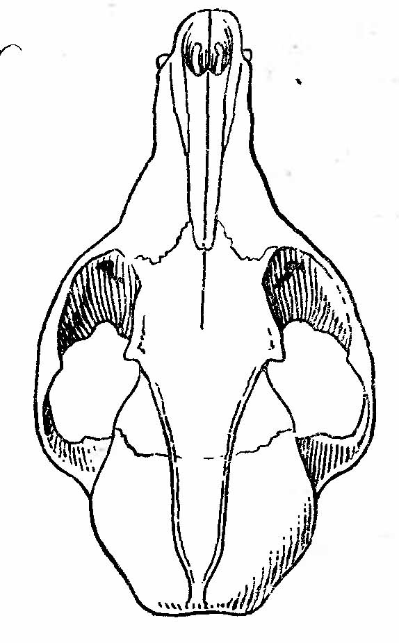 Рис. 2. Череп афганской лисицы (Vulpes сапа Blanf.), сверху. (Из Р. Пококка).