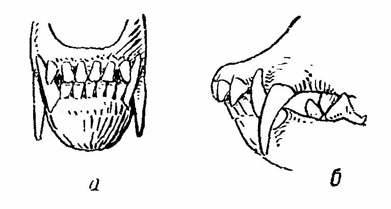 Рис. 3. Фрагмент ростральной части черепа афганской лисицы. а — спереди; б — сбоку.
