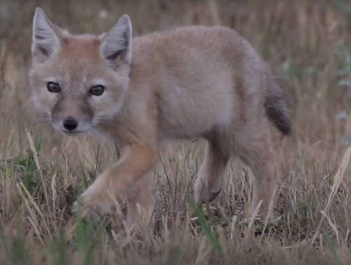 Корсак (степная лисица).