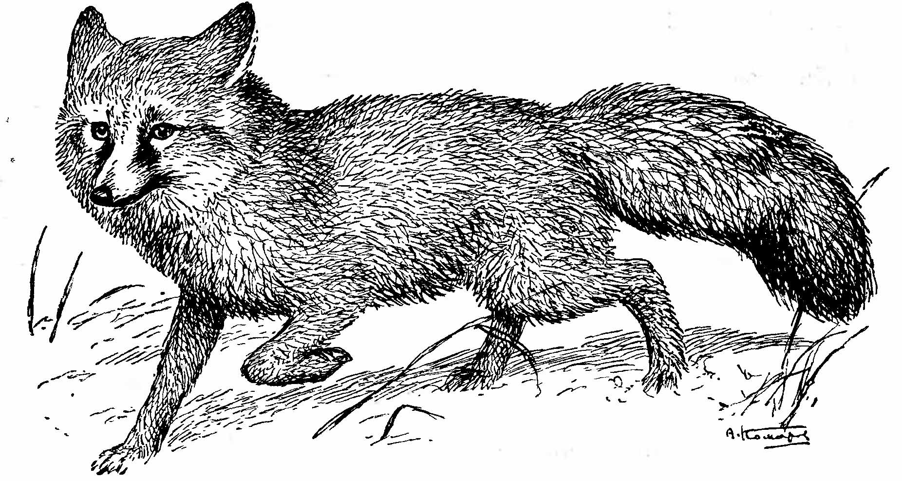 Рис. 1. Корсак (Vulpes corsak L.). (Рис. А. Н. Комарова).