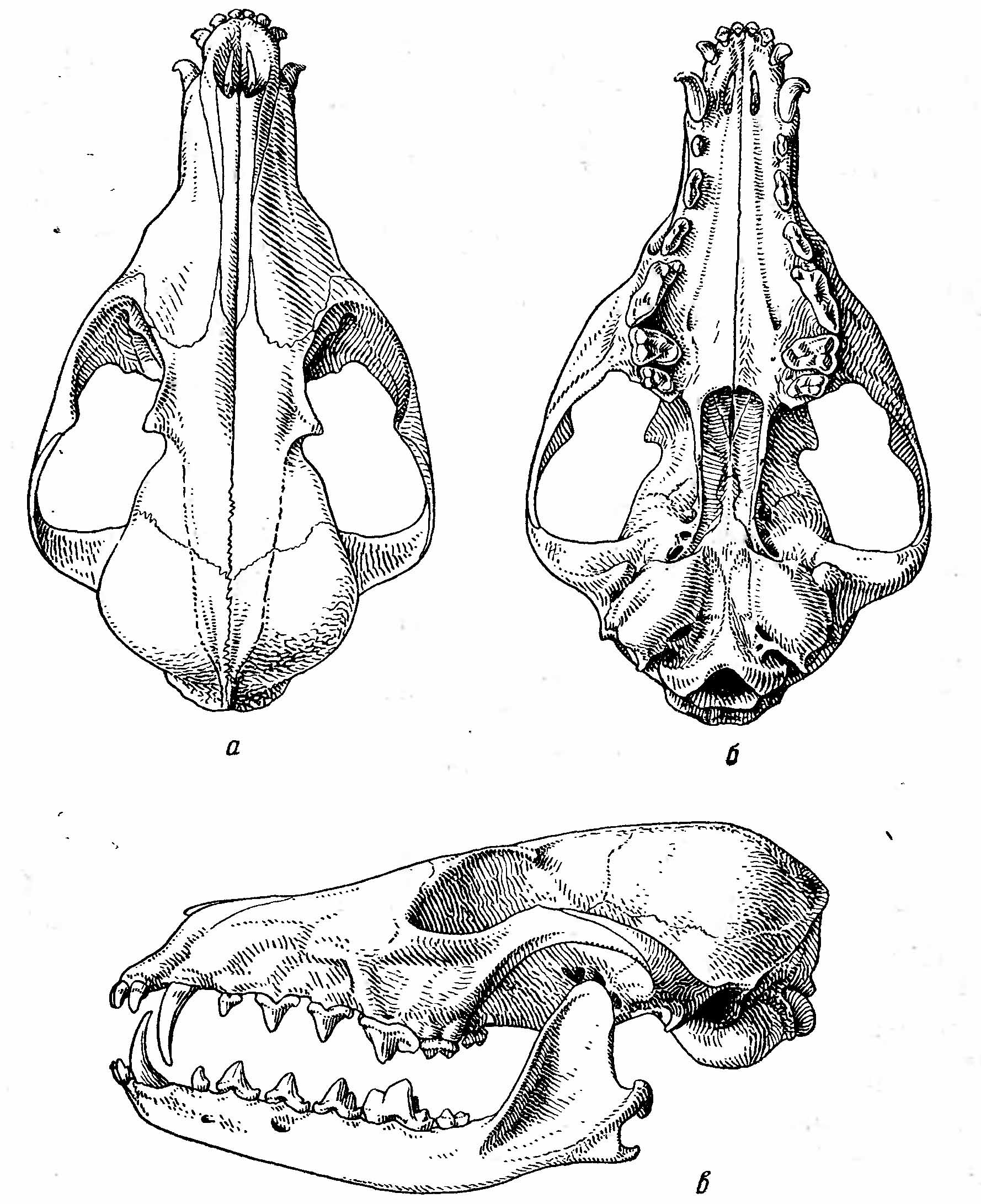 Рис. 2. Череп корсака (Vulpes corsak L.). а — сверху; б — снизу; в — сбоку.