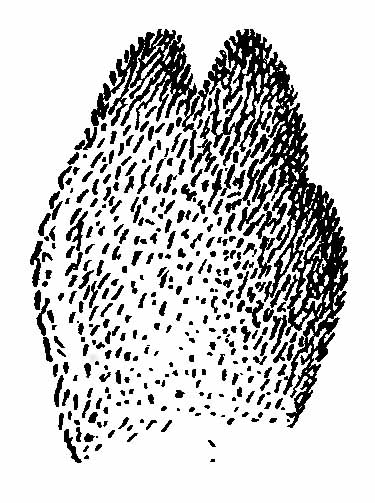 Рис. 3. Отпечаток лапы туркменского корсака (Vulpes corsak turkmenicus Ogn.). (Из A. H. Формозова).
