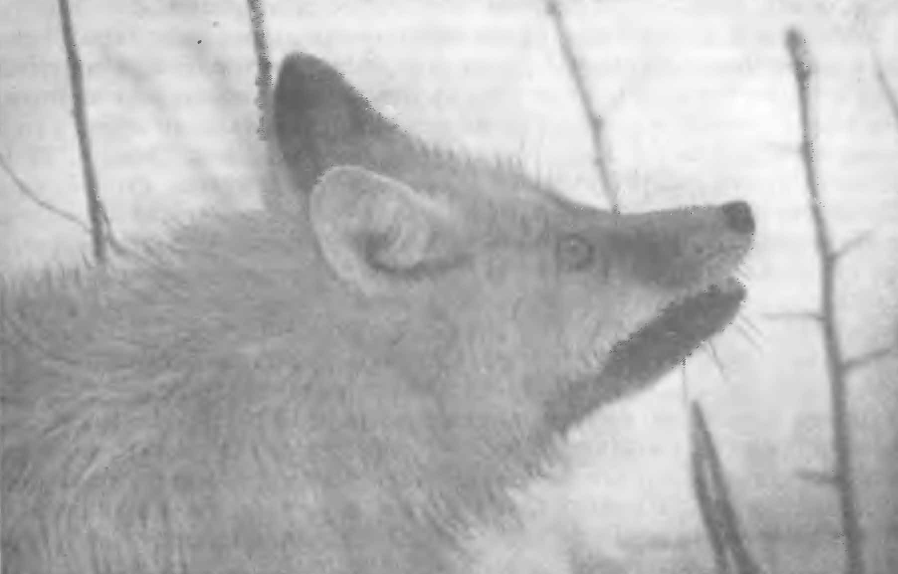 Рис. 7. Лисица-караганка (Vulpes rulpes karagan Erxl.). Заповедник Аксу-Джебаглы, март 1954 г. (Фото Ф. Д. Шапошникова).
