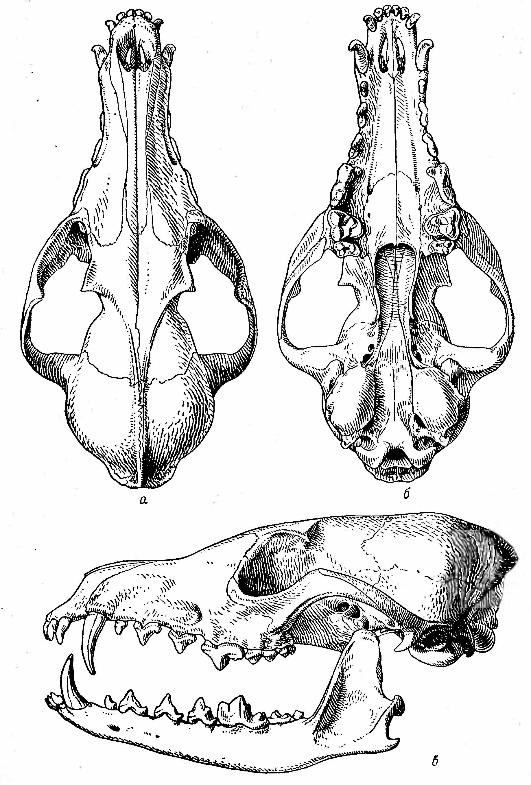 Рис. 1. Череп обыкновенной лисицы (Vulpes vulpes L.). а — сверху; б — снизу; в — сбоку.