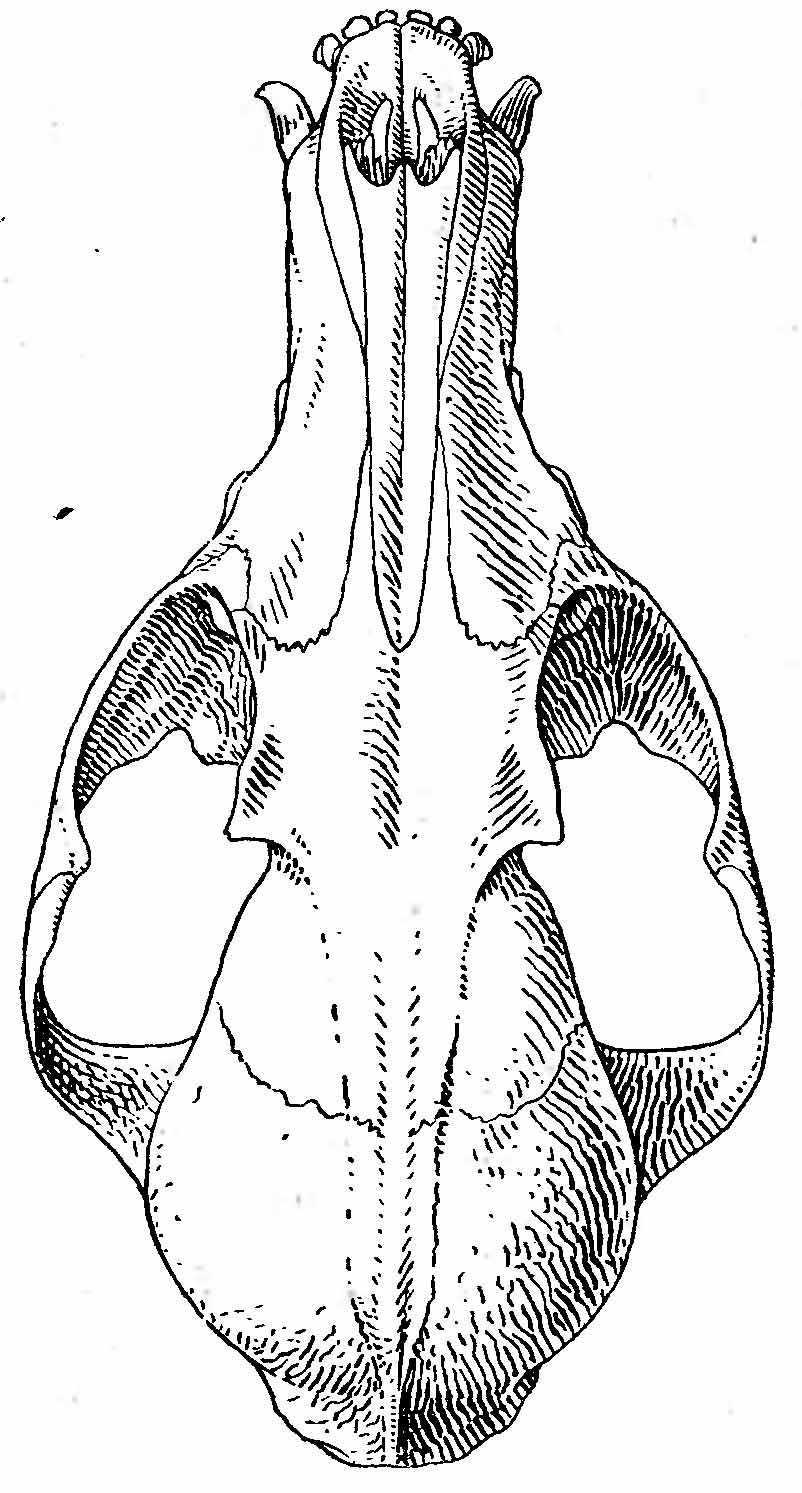 Рис. 2. Череп лисицы-караганки (Vulpes vulpes karagan Erxl.). Полукруглые линии замыкают широкое пространство; стреловидный гребень не развит.