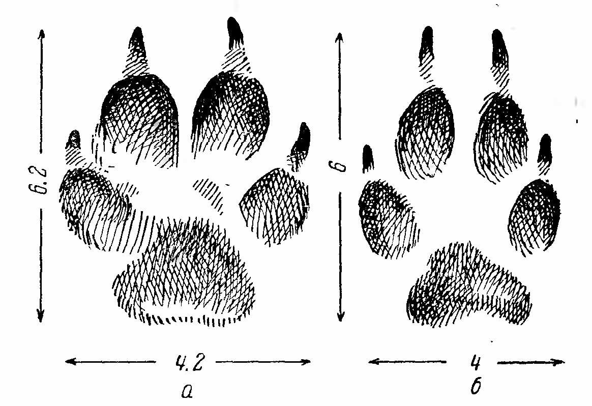 Рис. 4. Отпечатки лап обыкновенной лисицы (Vulpes vulpes L.) на глине. (Из А. Н. Формозова). а — правая передняя; б — левая задняя.