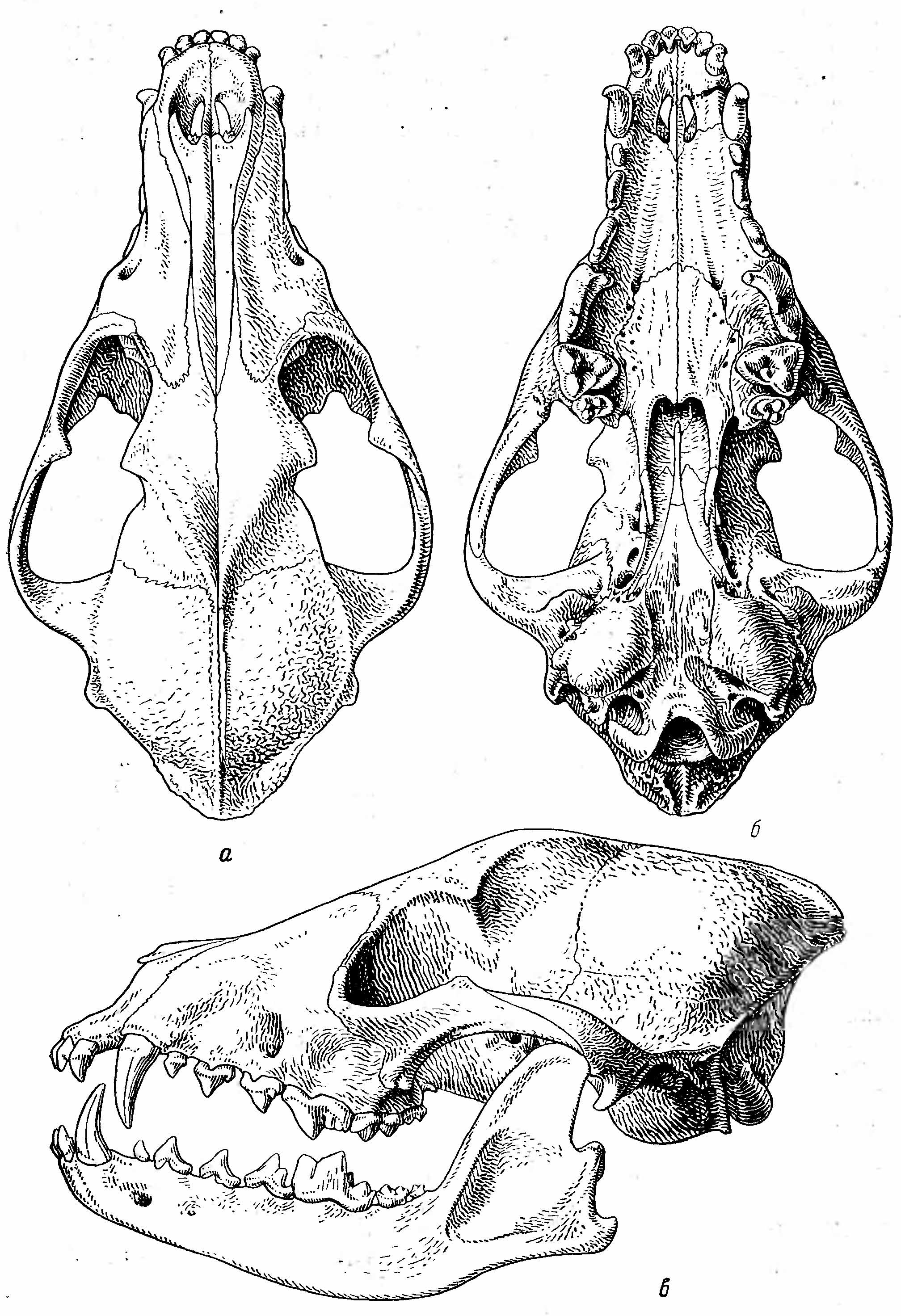 Рис. 2. Череп шакала (Canis aureus L.). а — сверху; б — снизу; в — сбоку.