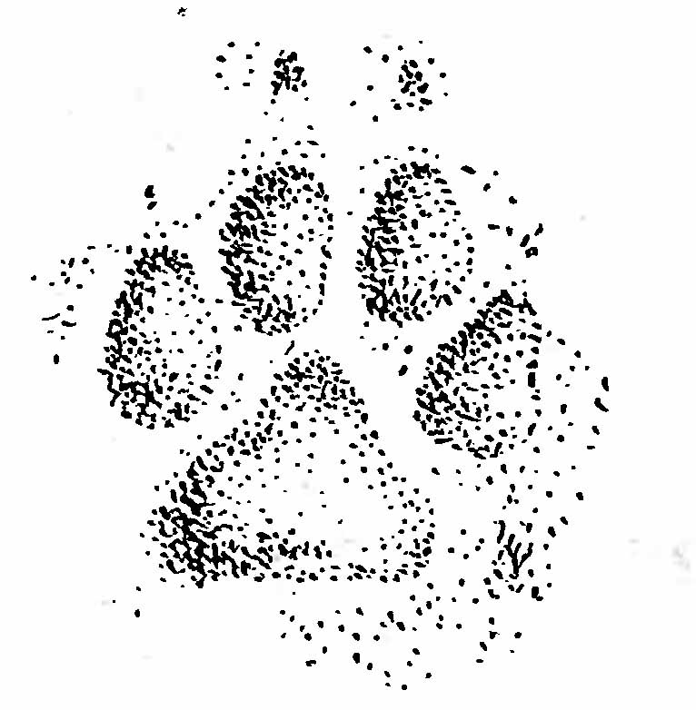 Рис. 4. Отпечаток лапы шакала (Canis aureus L.). (По К. К. Флерову и И. М. Громову).
