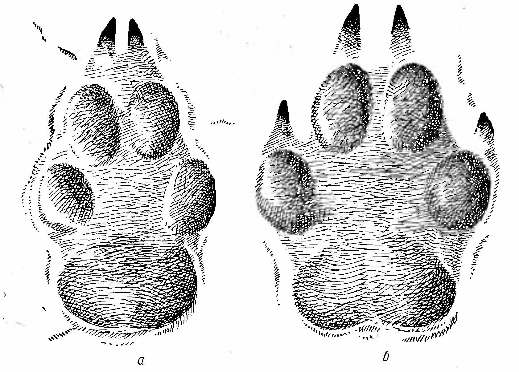 Рис. 8. Отпечатки лап степного волка (Canis lupus L.). (По А. Н. Формозову). а — задняя; б — передняя.
