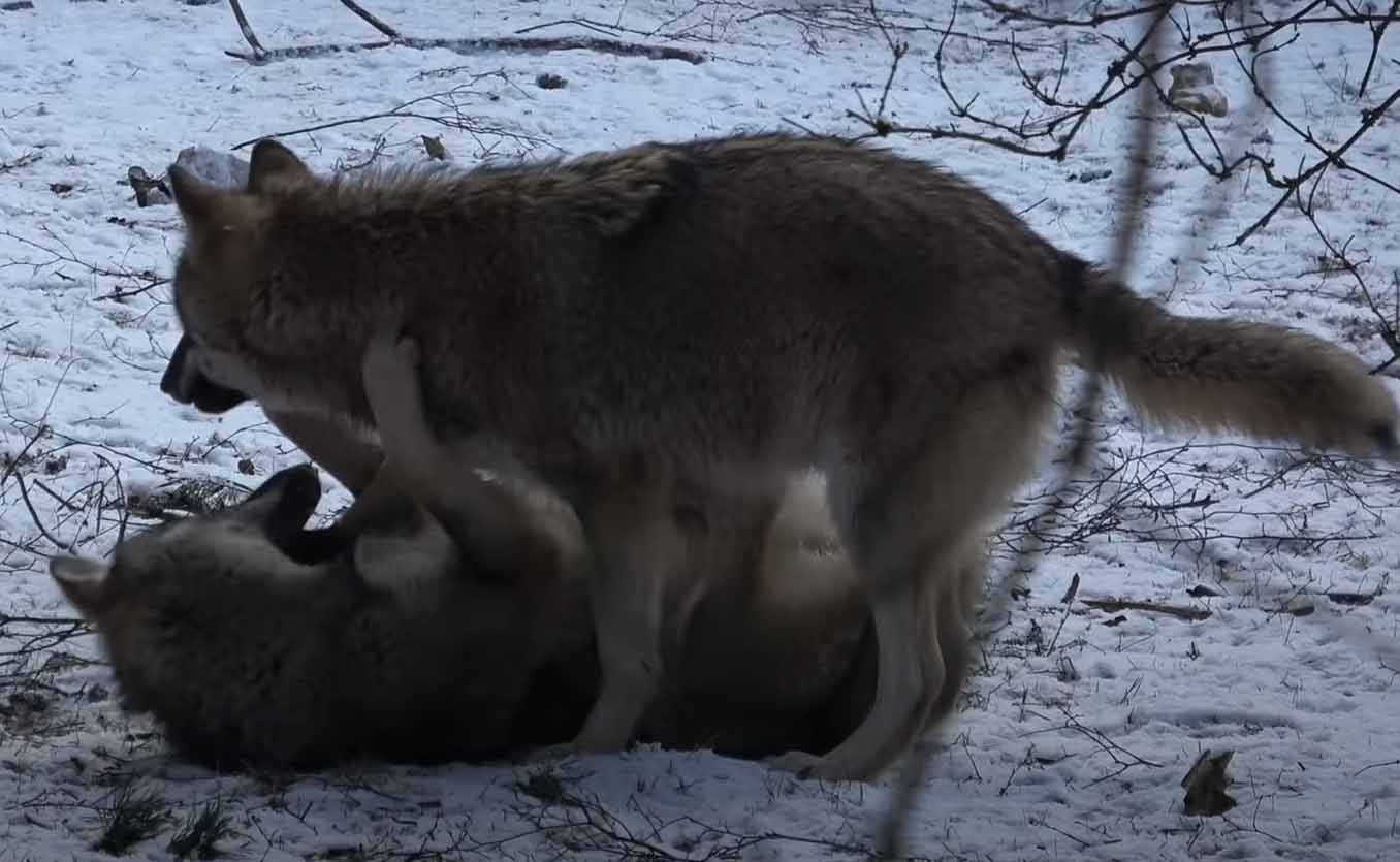 Волки. Canis lupus.