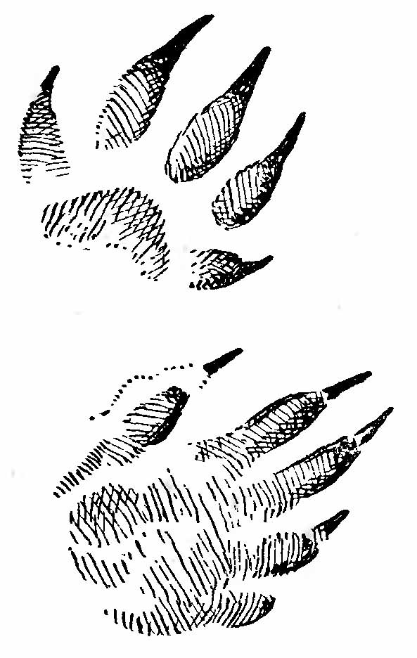 Рис. 3. Отпечатки лап крупного черного хорька (Mustela putorius L.) на грязи. (Из А. Н. Формозова).
