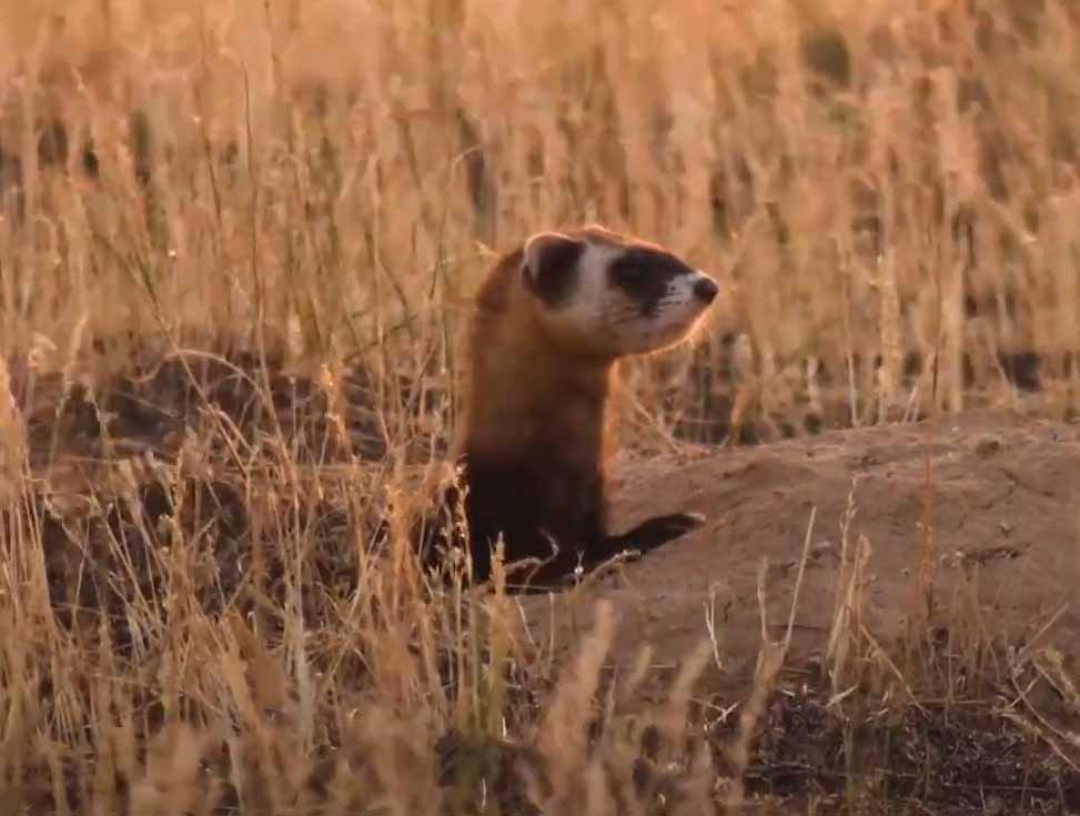 Светлый, или степной, хорек. Mustela (Putorius) eversmanni.