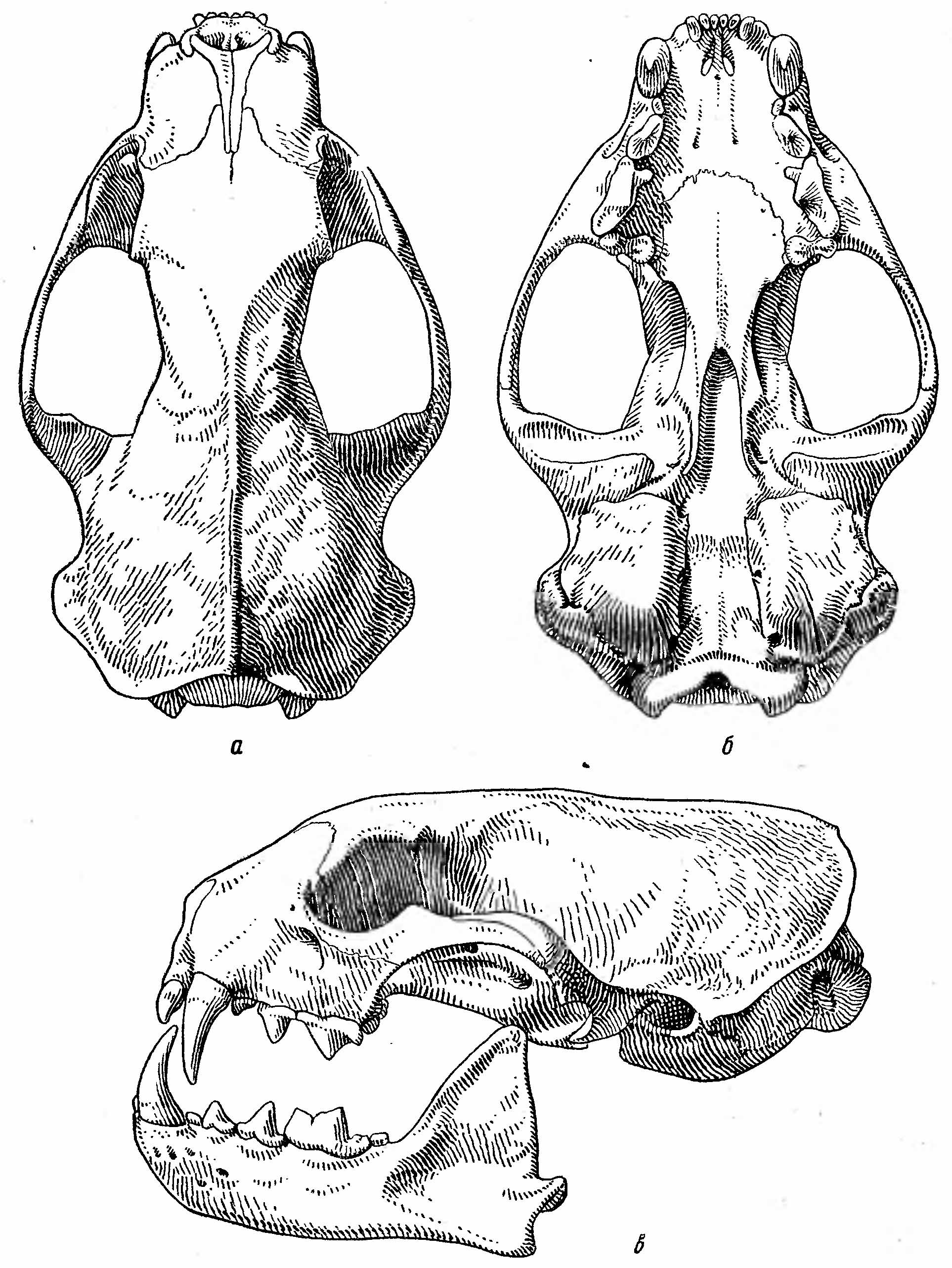 Рис. 2. Череп светлого хорька (Mustela eversmanni Less.). а — сверху; б — снизу; в — сбоку.
