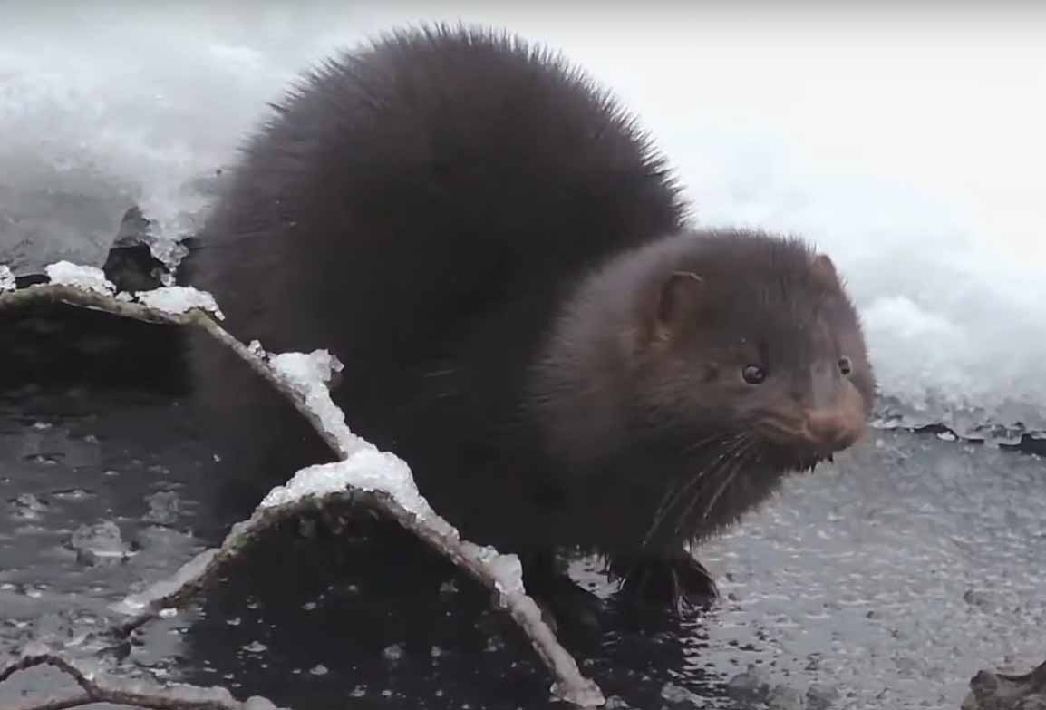 Американская норка. Mustela (Lutreola) vison.