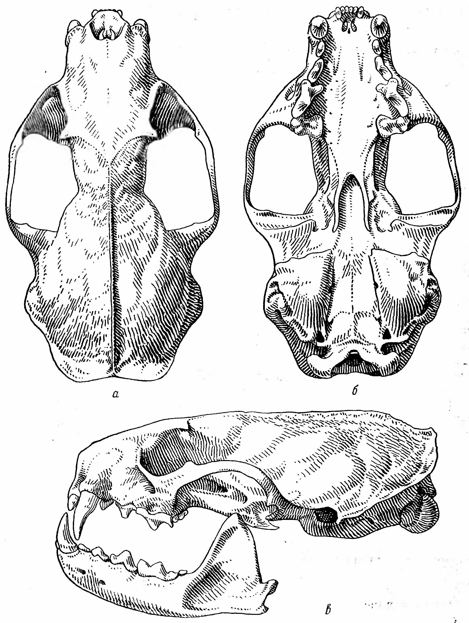 Рис. 2. Череп американской норки (Mustela vison Briss.). а — сверху; б — снизу; в — сбоку.
