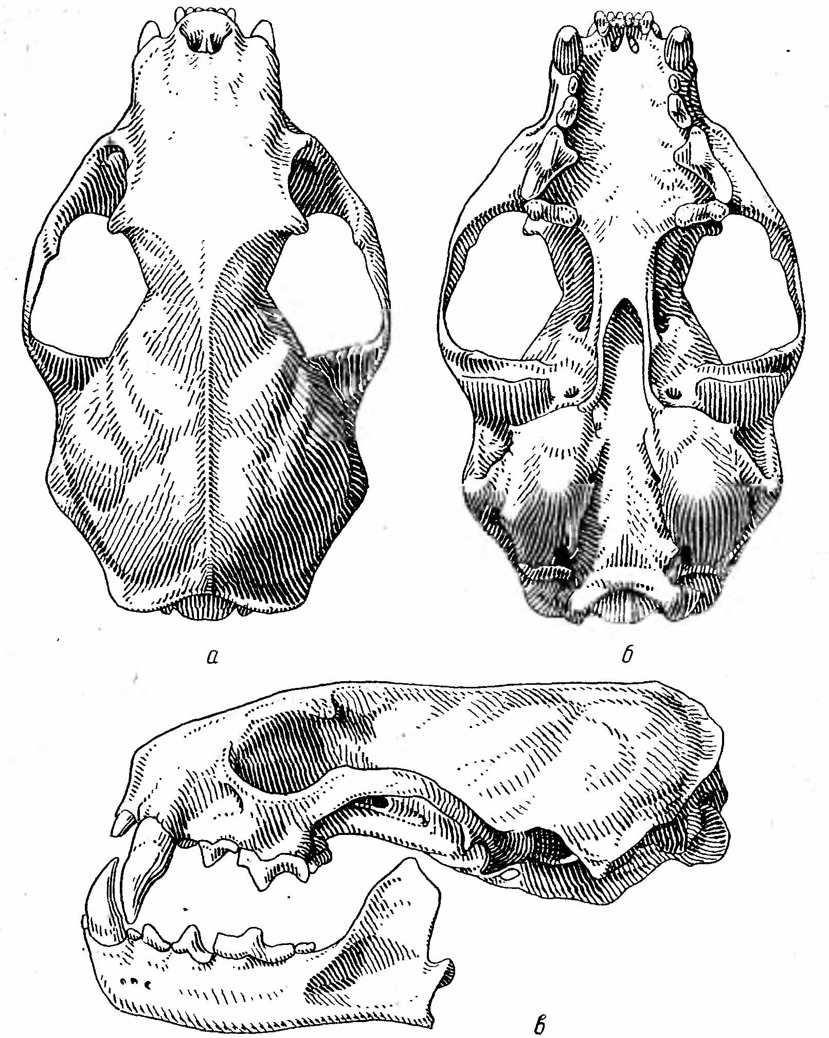 Рис. 2. Череп перевязки (Vormela peregusmi Gueld.). а — сверху; б — снизу; в — сбоку.