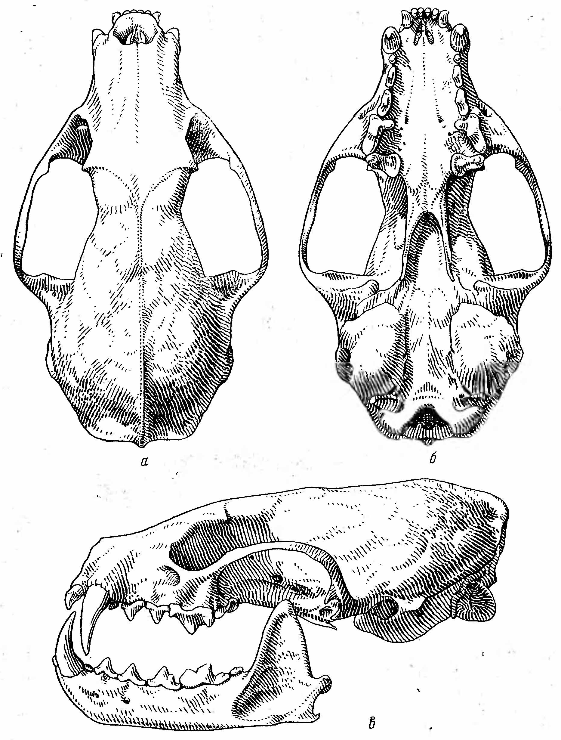 Рис. 2. Череп соболя (Martes zibellina L.). а — сверху; б — снизу; в — сбоку.