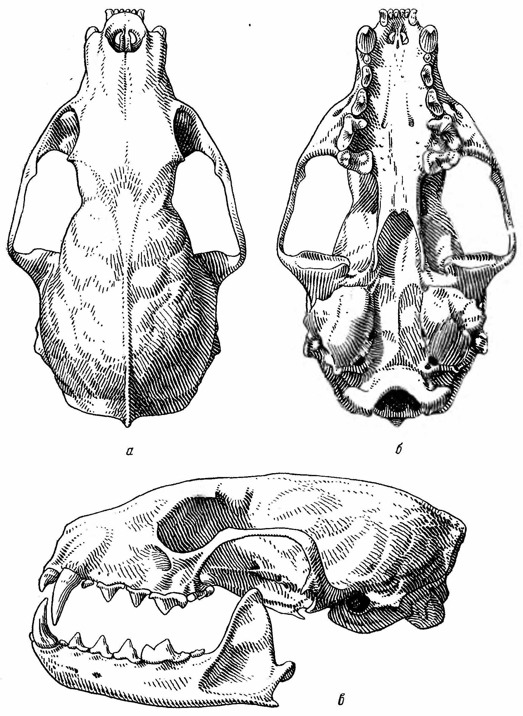 Рис. 2. Череп лесной куницы (Martes martes L.). а — сверху; б — снизу; в — сбоку.