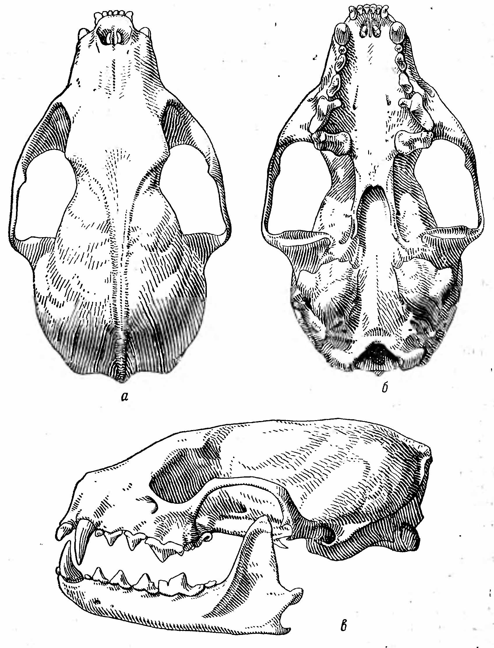 Рис. 2. Череп каменной куницы (Martes foina). а — сверху; б — снизу; е — сбоку.