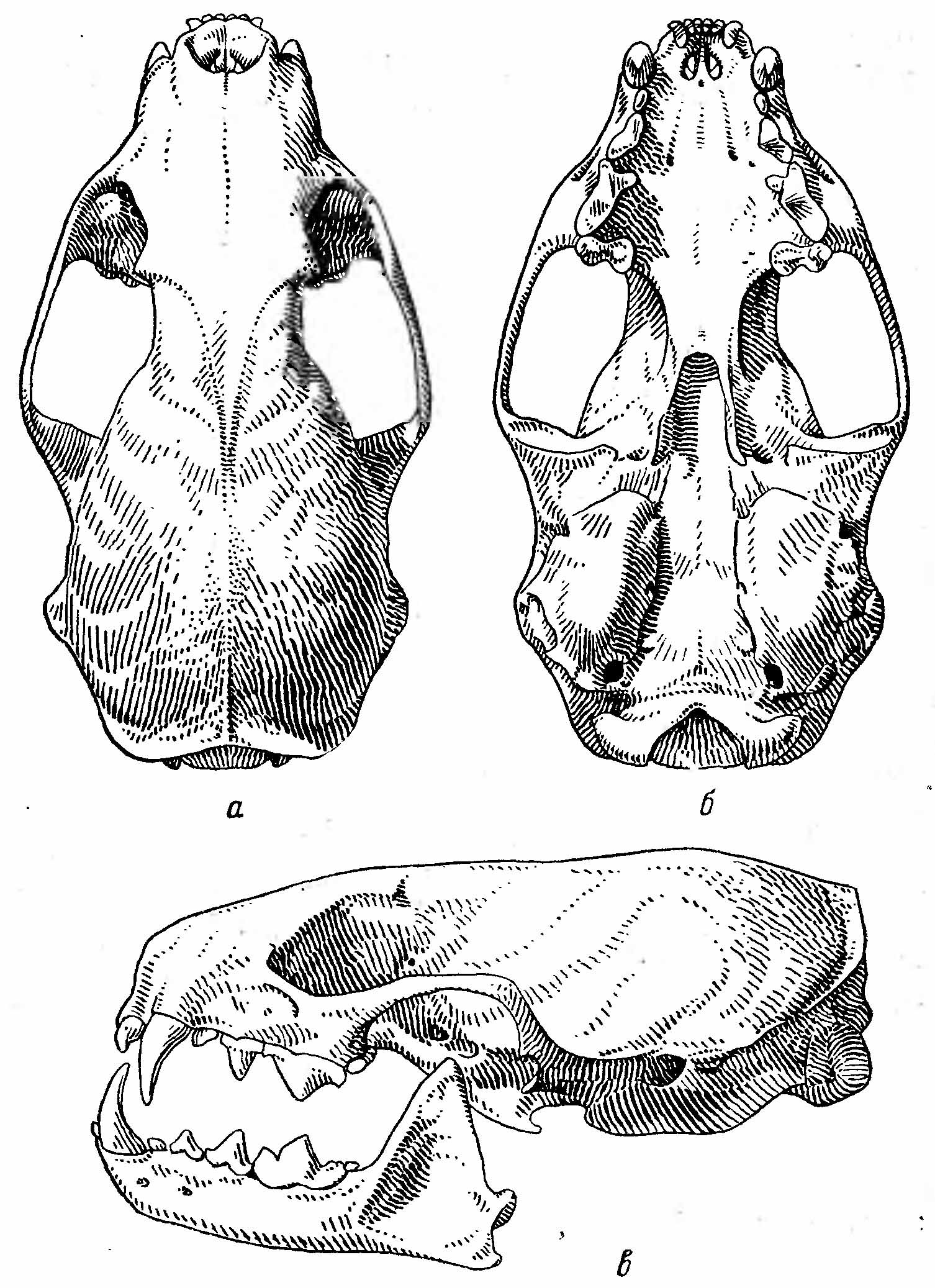 Рис. 2. Череп харзы (Martes flavigula). а — сверху; б — снизу; в — сбоку.
