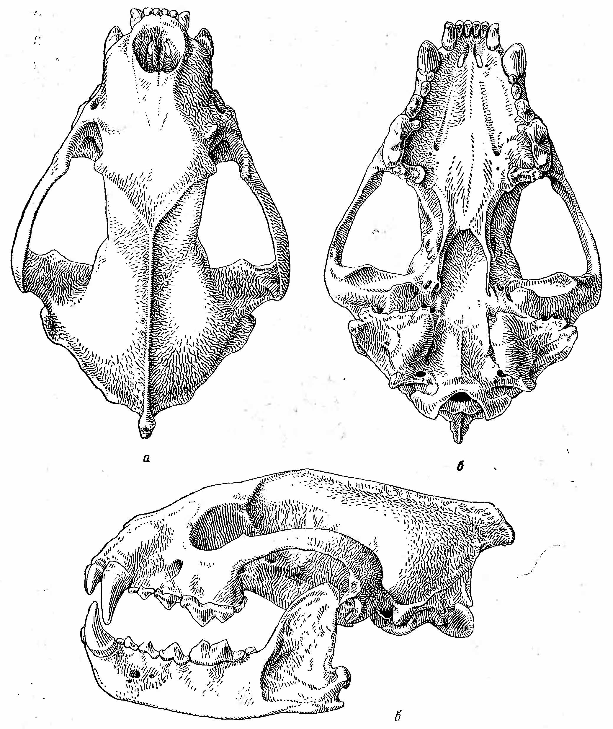 Рис. 2. Череп росомахи (Gulo gulo). а — сверху; б — снизу; в — сбоку.