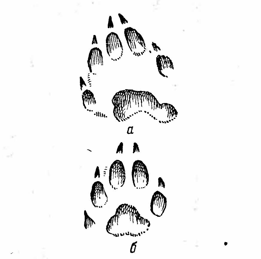 Рис. 4. Отпечатки лап росомахи (Gulo gulo).  а — передняя; б — задняя.