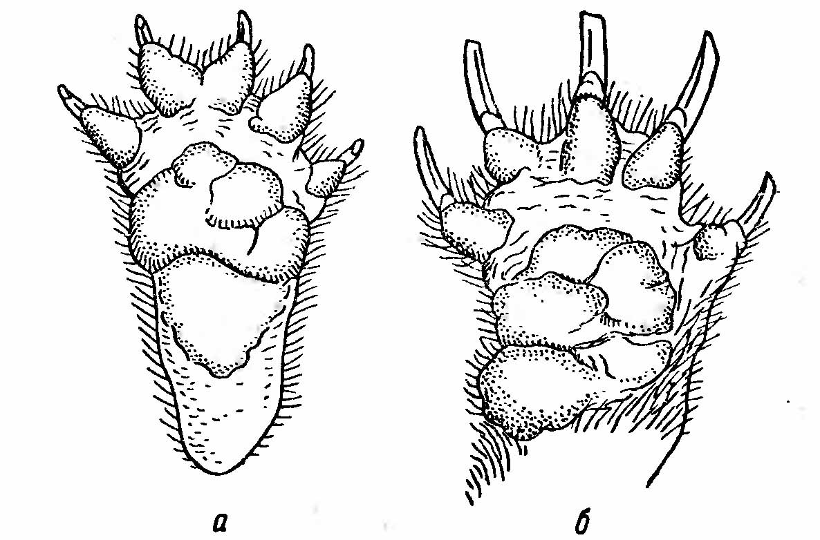 Медоеды. Mellivora indica.