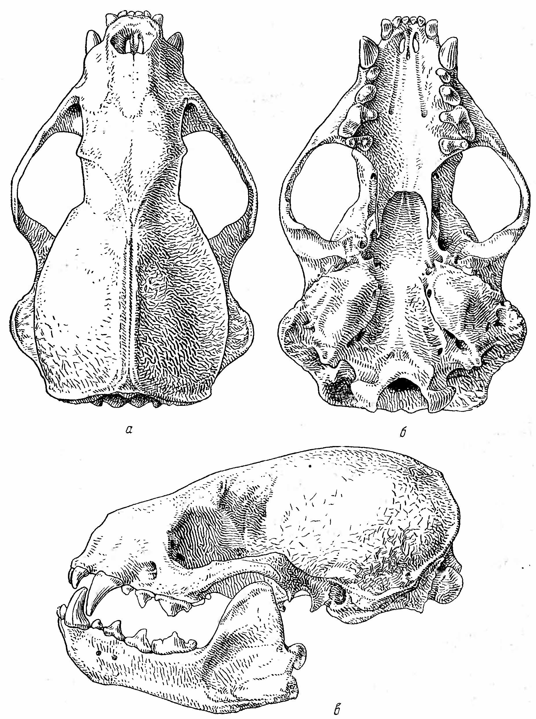 Рис. 3. Череп медоеда (Mellivora indica). а — сверху; б — снизу; в — сбоку.
