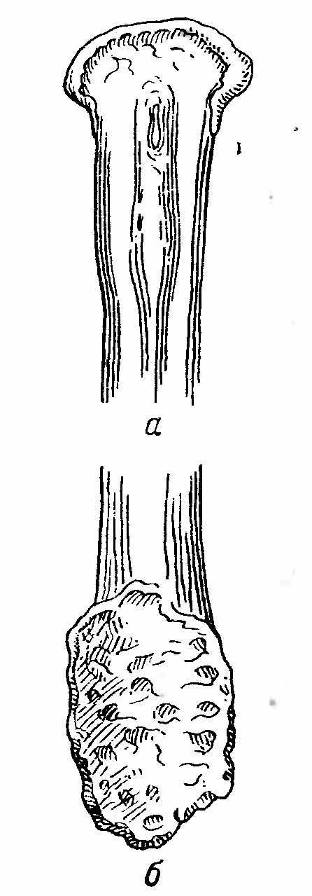 Рис. 3. Череп барсука (Meles meles). а — сверху; б — снизу; в — сбоку.