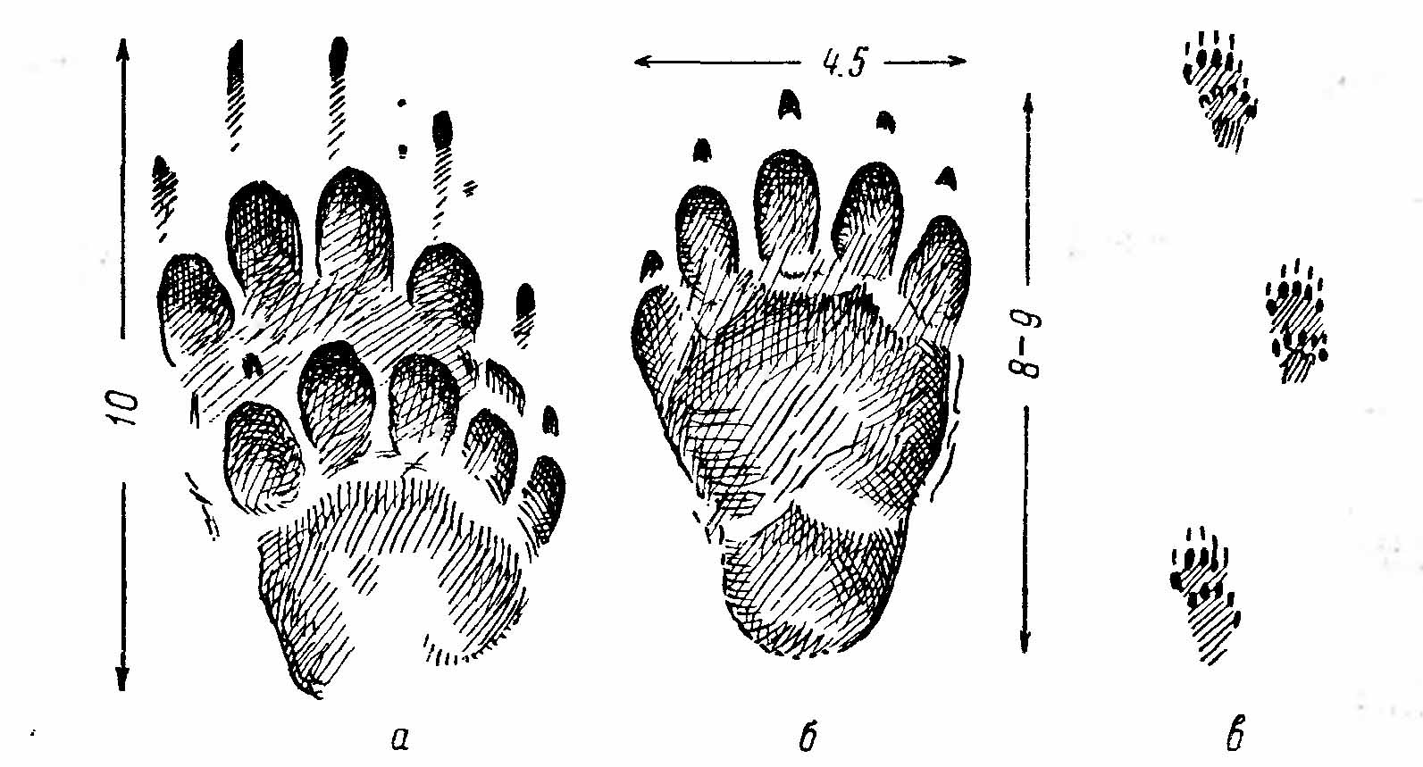 Рис. 4. Os penis барсука (Meles meles). а — дистальный конец, снизу; б — основная часть, сбоку.