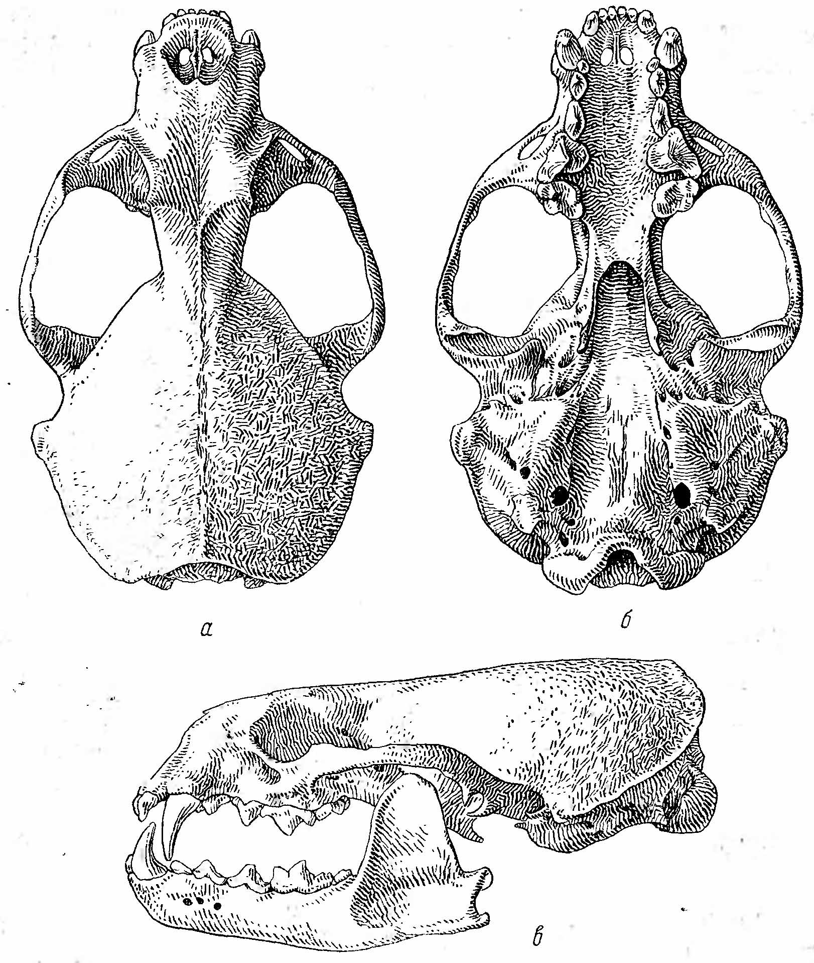 Рис. 2. Череп выдры (Lutra lutra). а — сверху; б — снизу; в — сбоку.