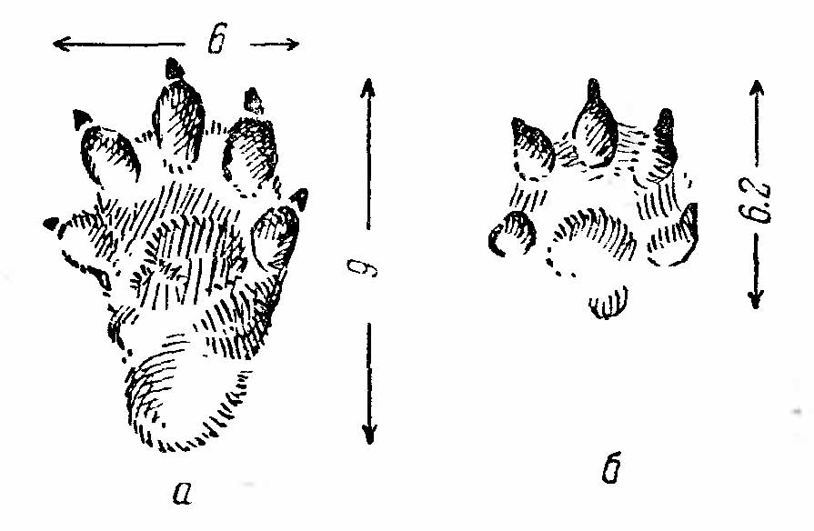 Рис. 4. Отпечатки лап выдры (Lutra lutra). а — задняя; б — передняя.