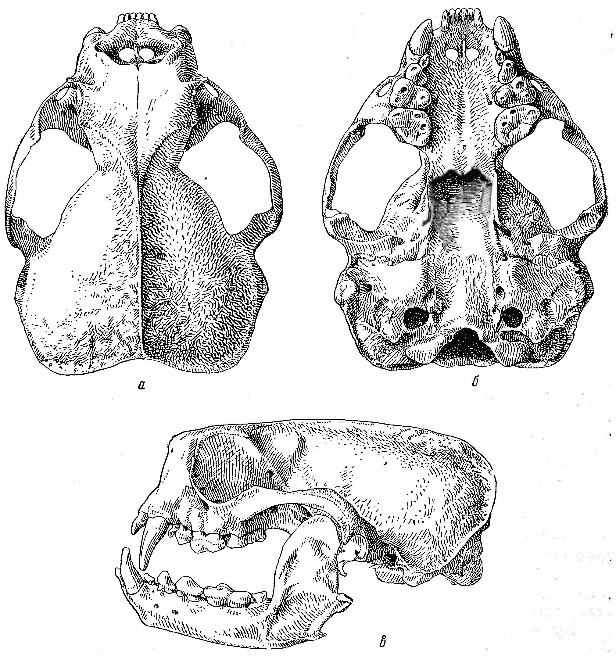 Рис. 2. Череп калана (Enhydra lutris). а — сверху; б — снизу; в — сбоку.