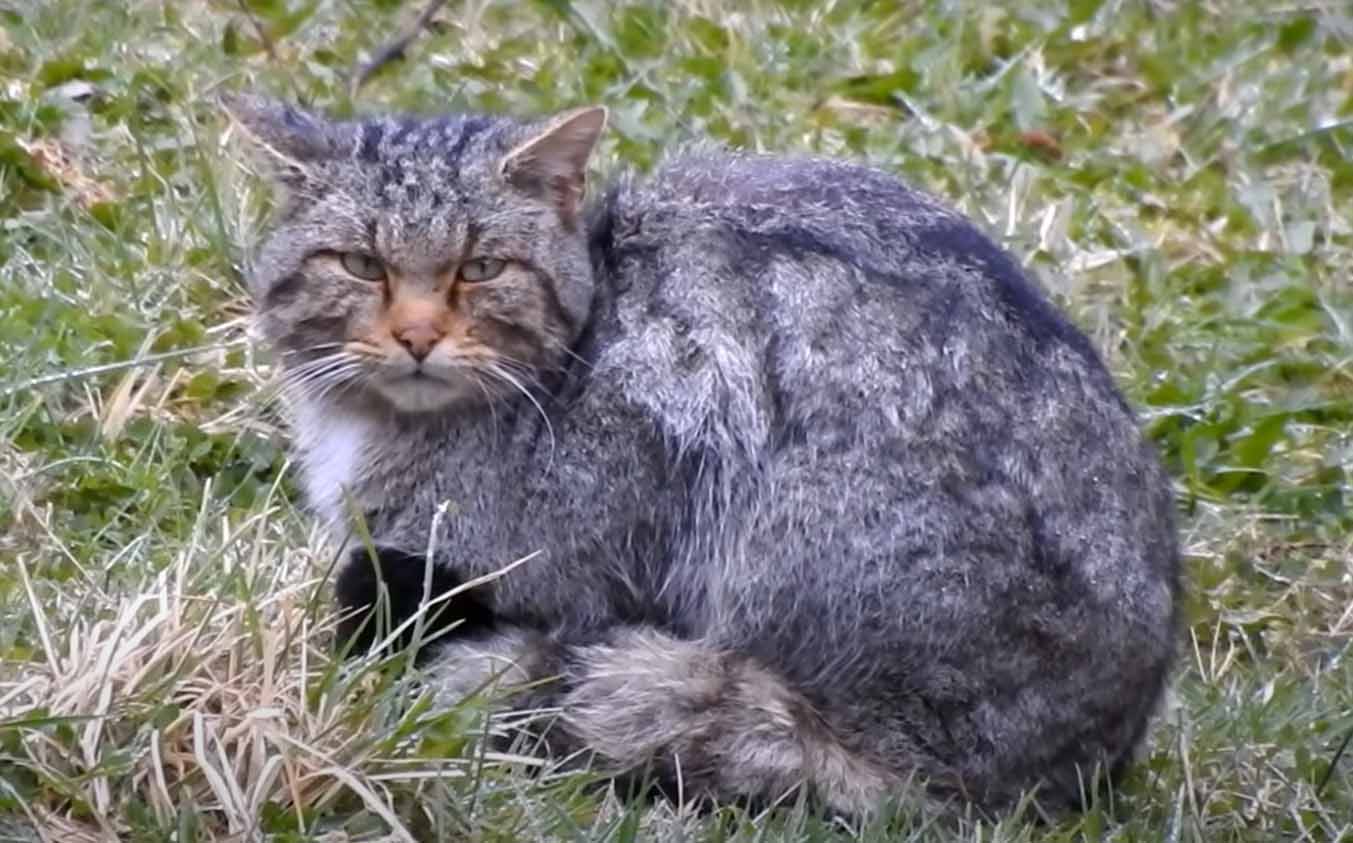 Европейский дикий кот.